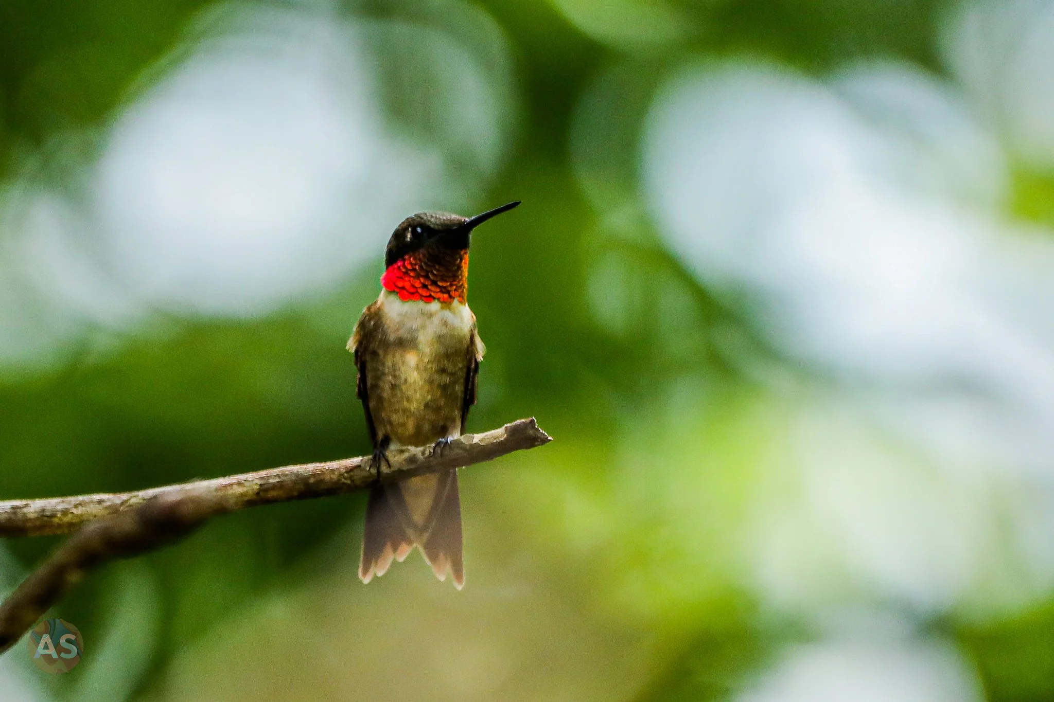 Ruby-throated hummingbird sitting on a branch 