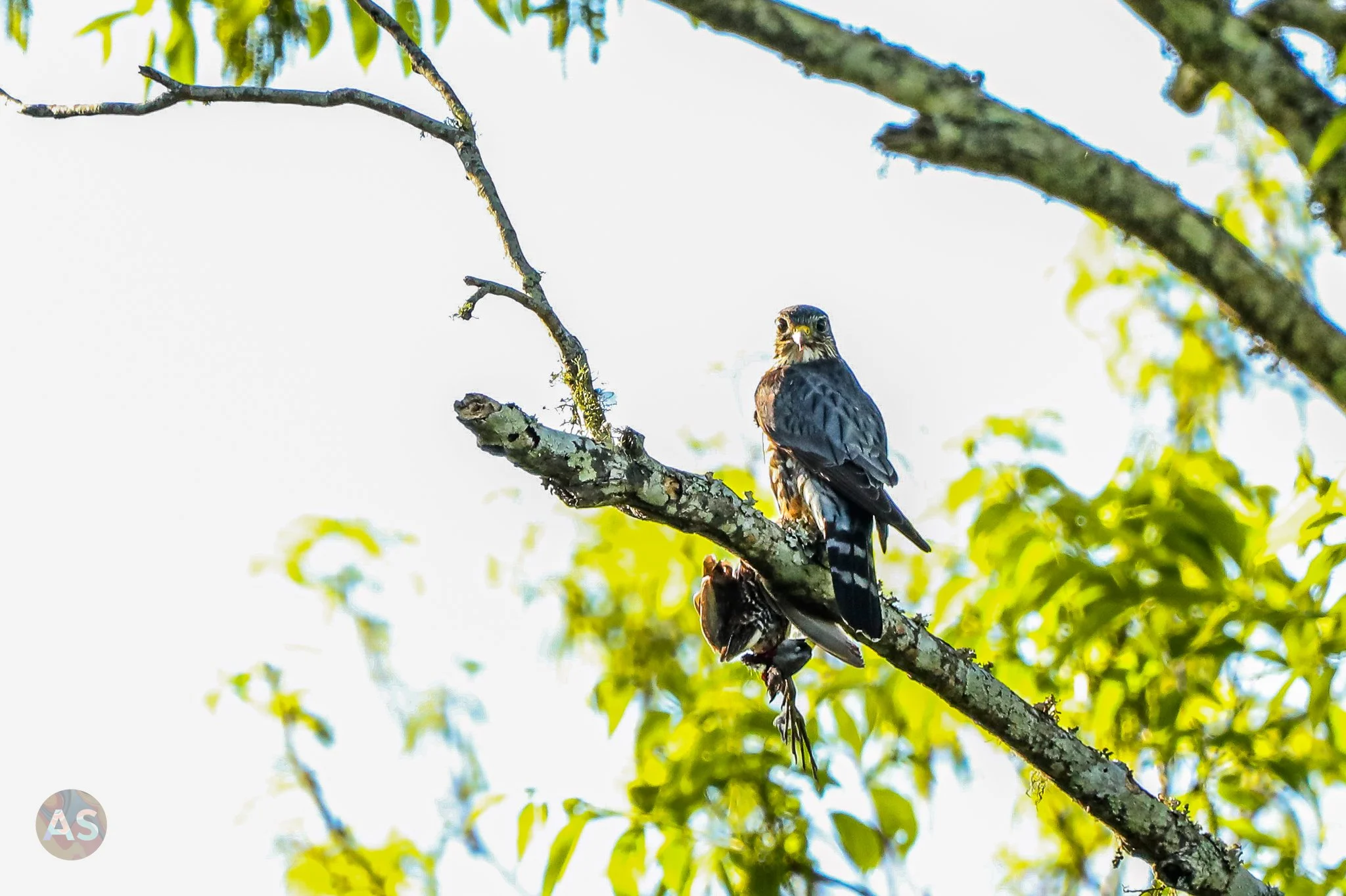 merlin with a caught sora 