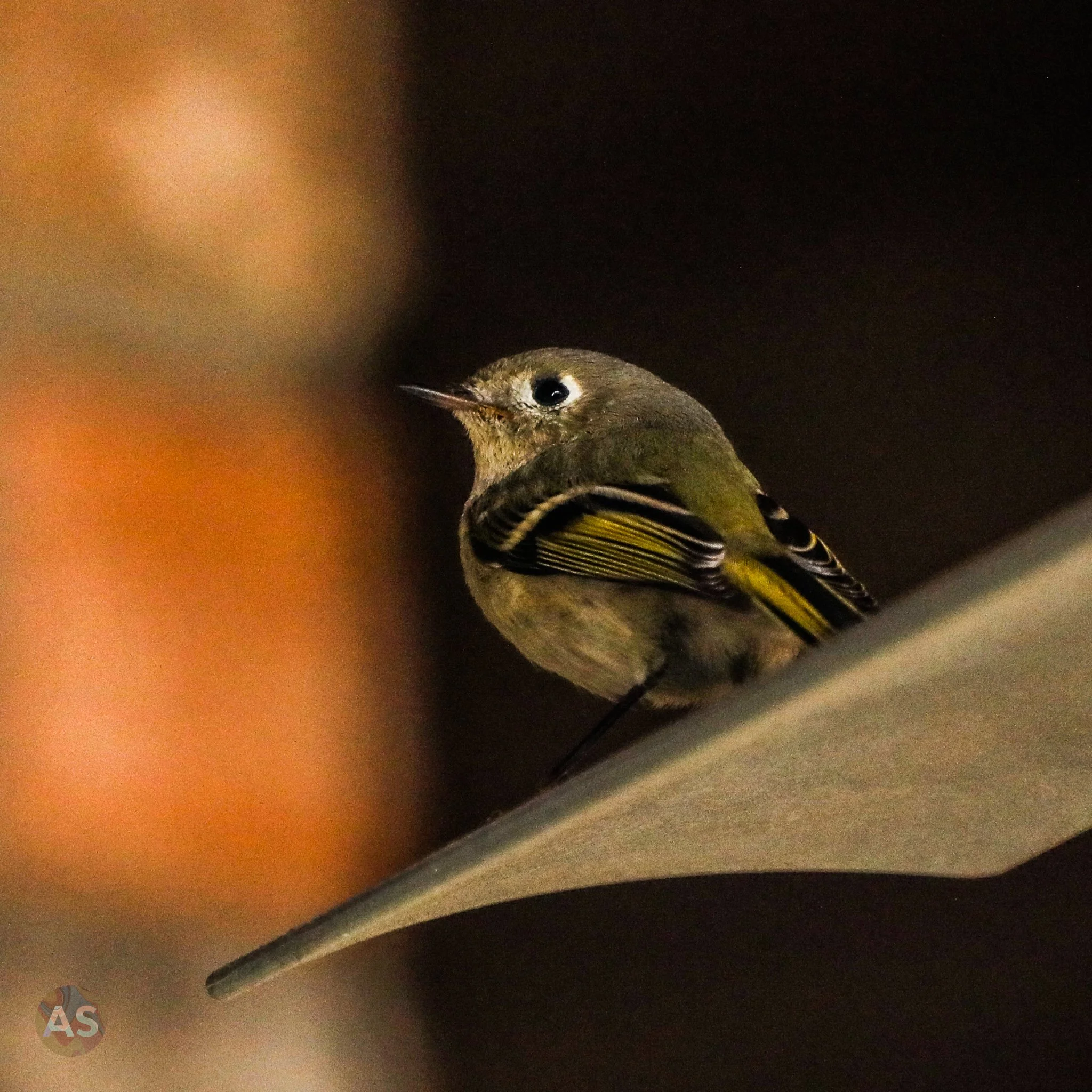 Ruby-crowned kinglet on fan blade 