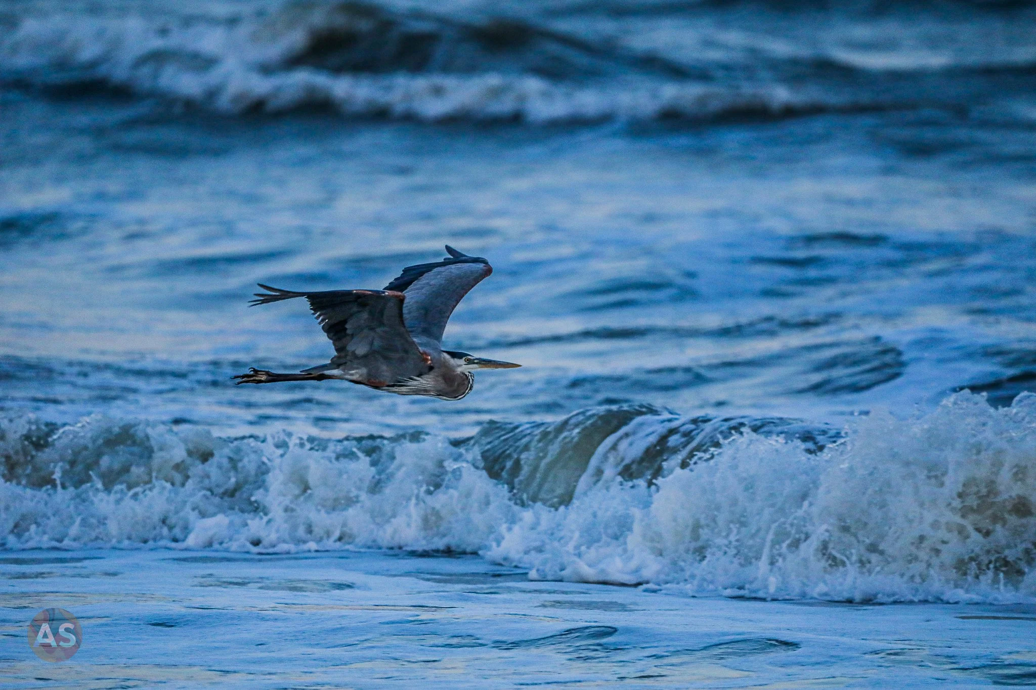 great blue heron flying over the water 