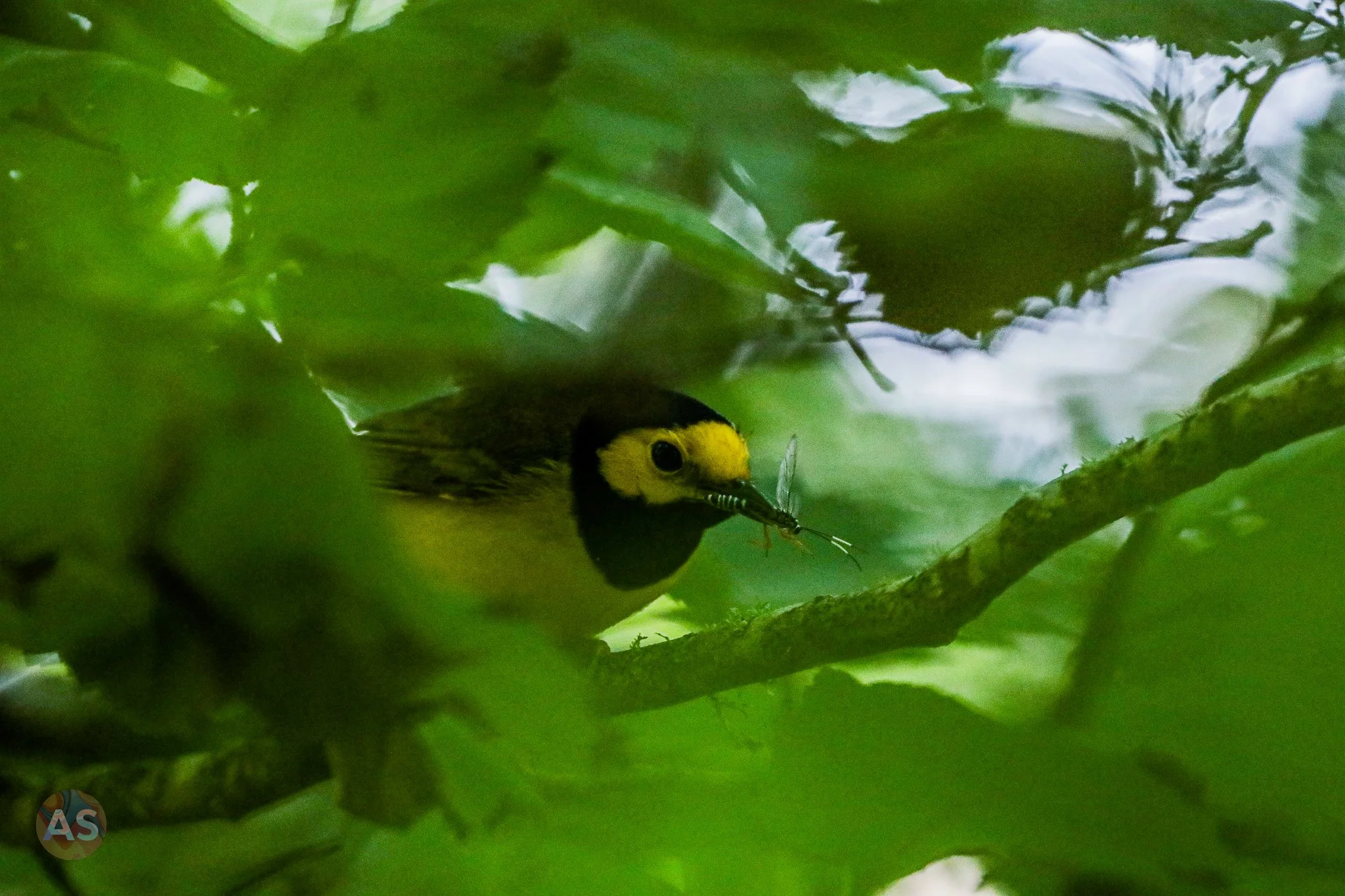 hooded warbler with a bug 