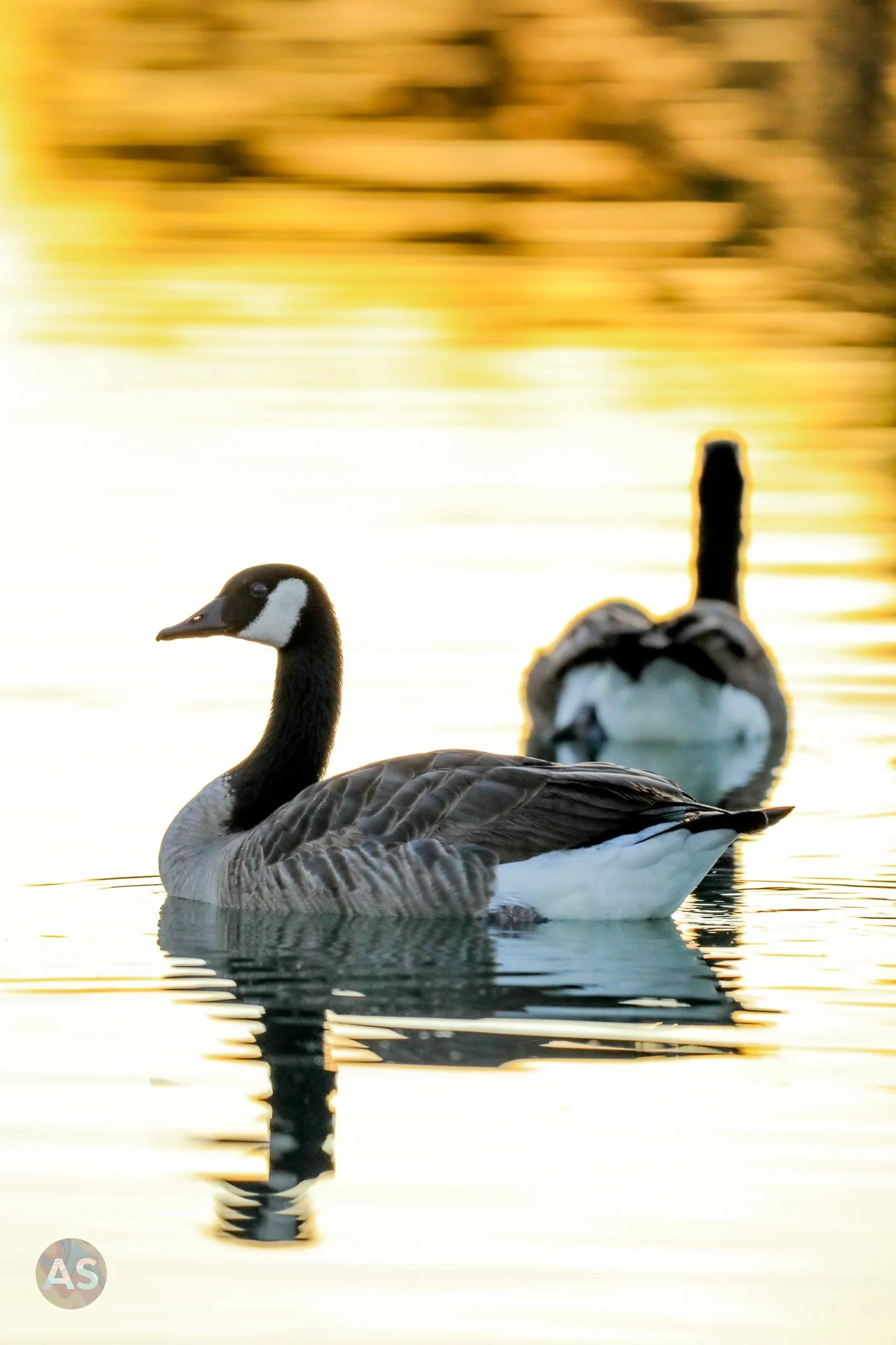 Canada geese in golden sunset glow 