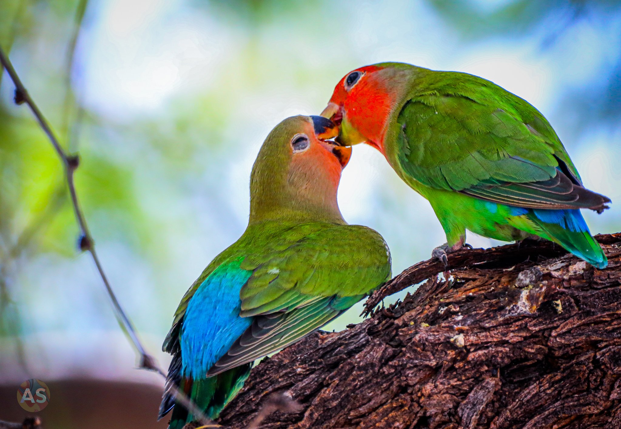 Rosy-faced lovebirds kissing 