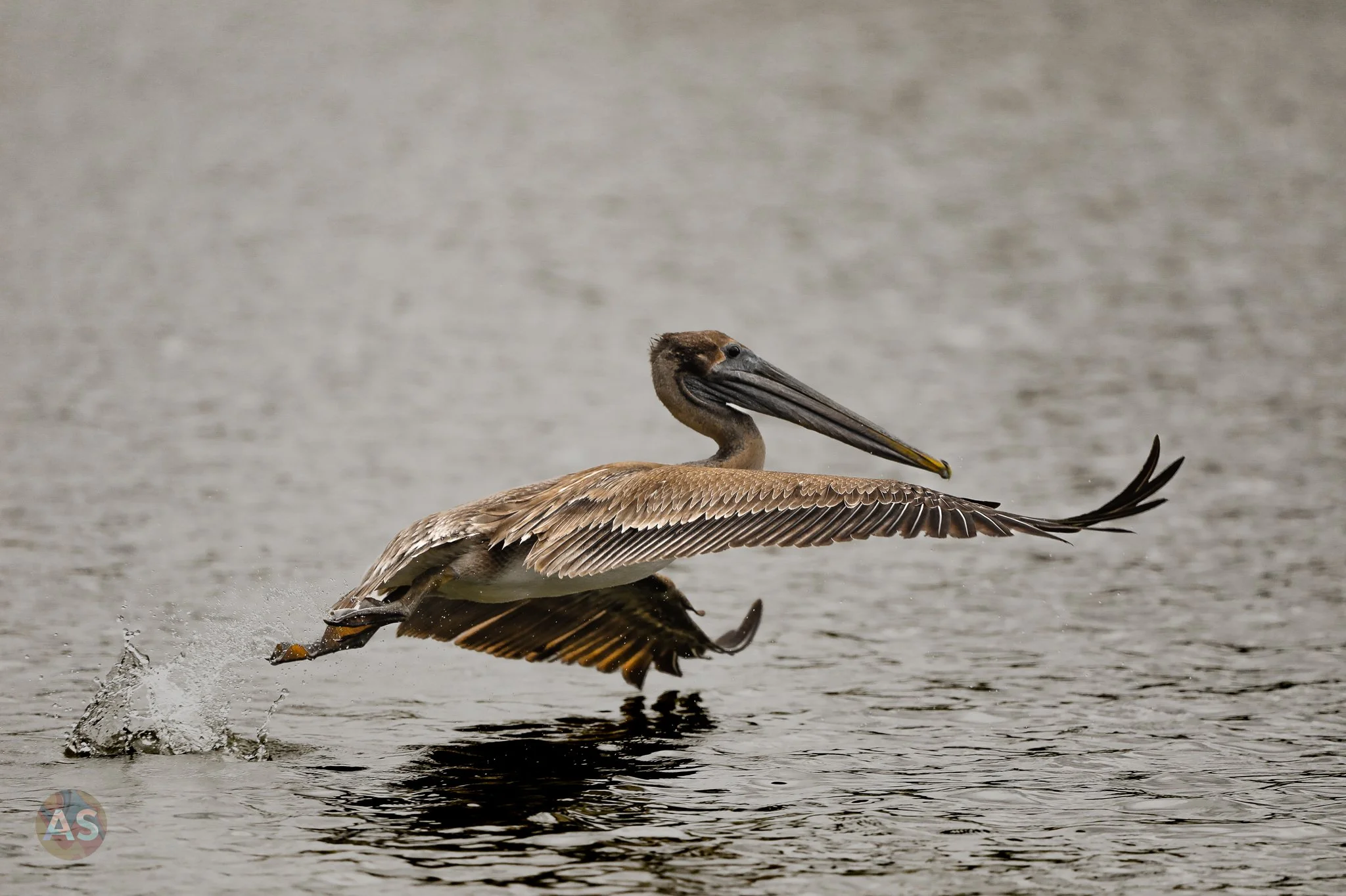 Brown pelican 