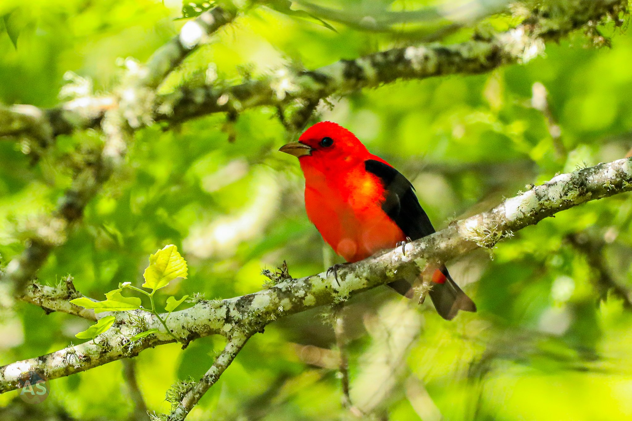 scarlet tanager 