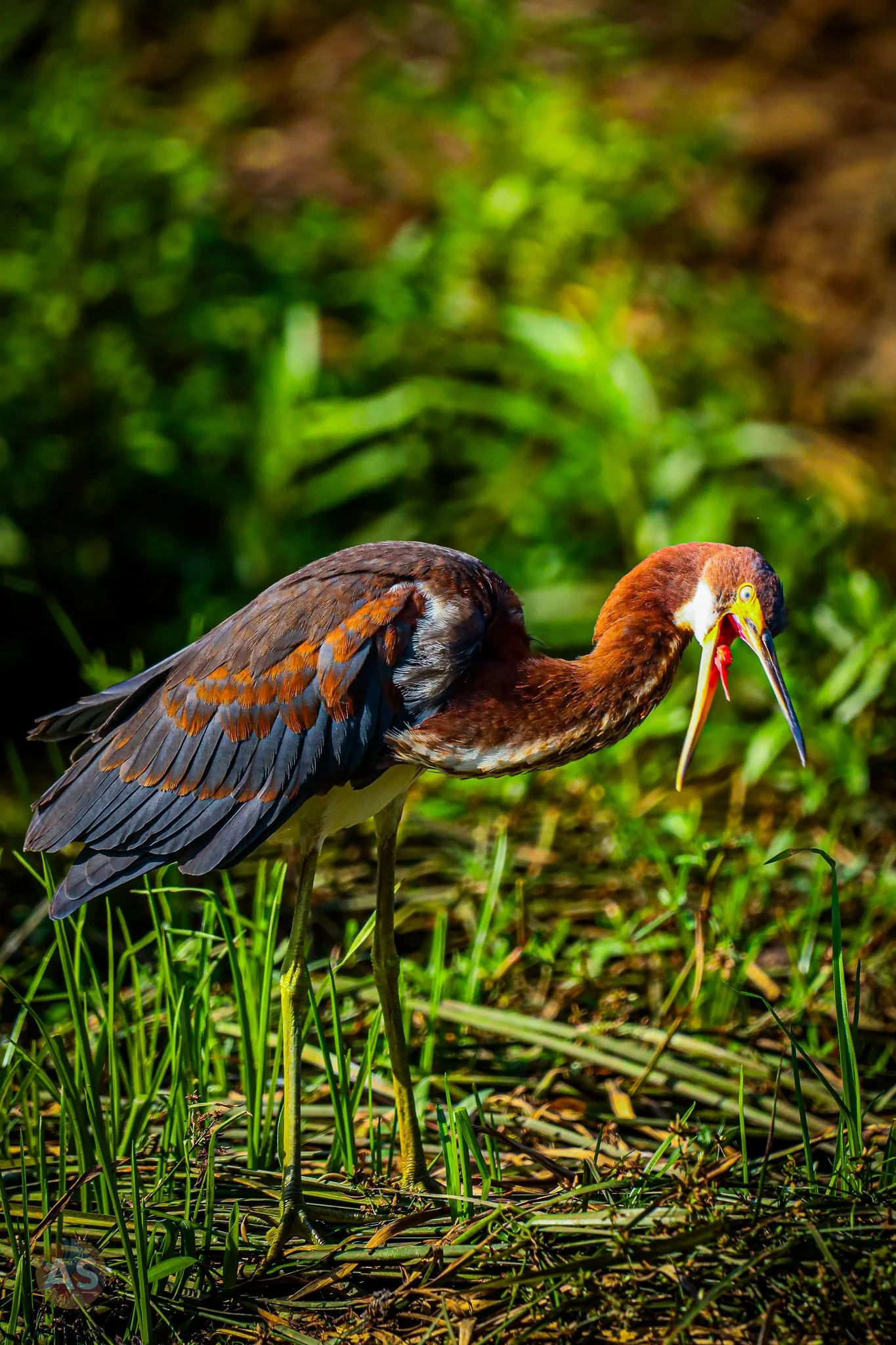 Tri-colored heron 
