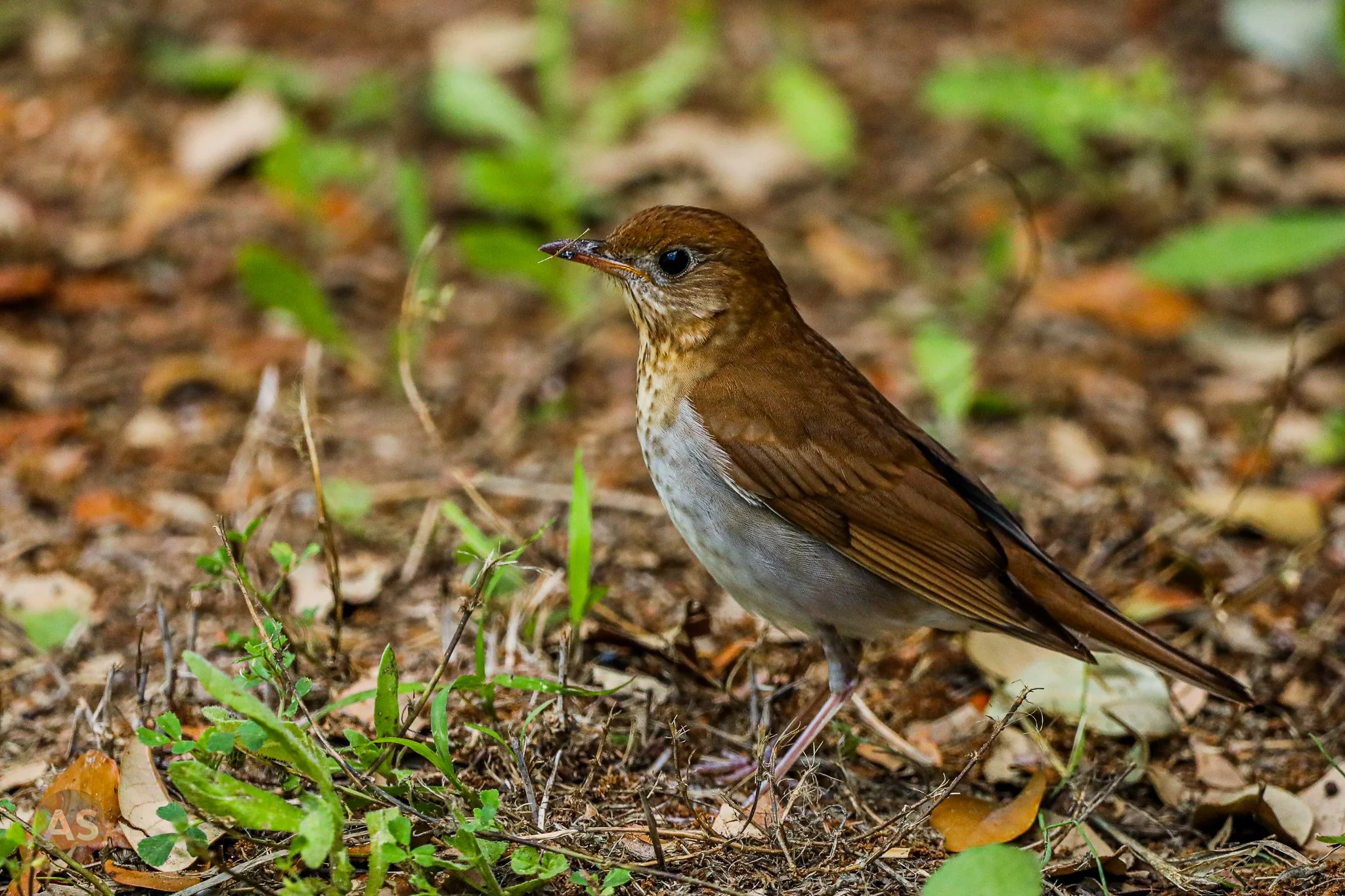veery on the ground 