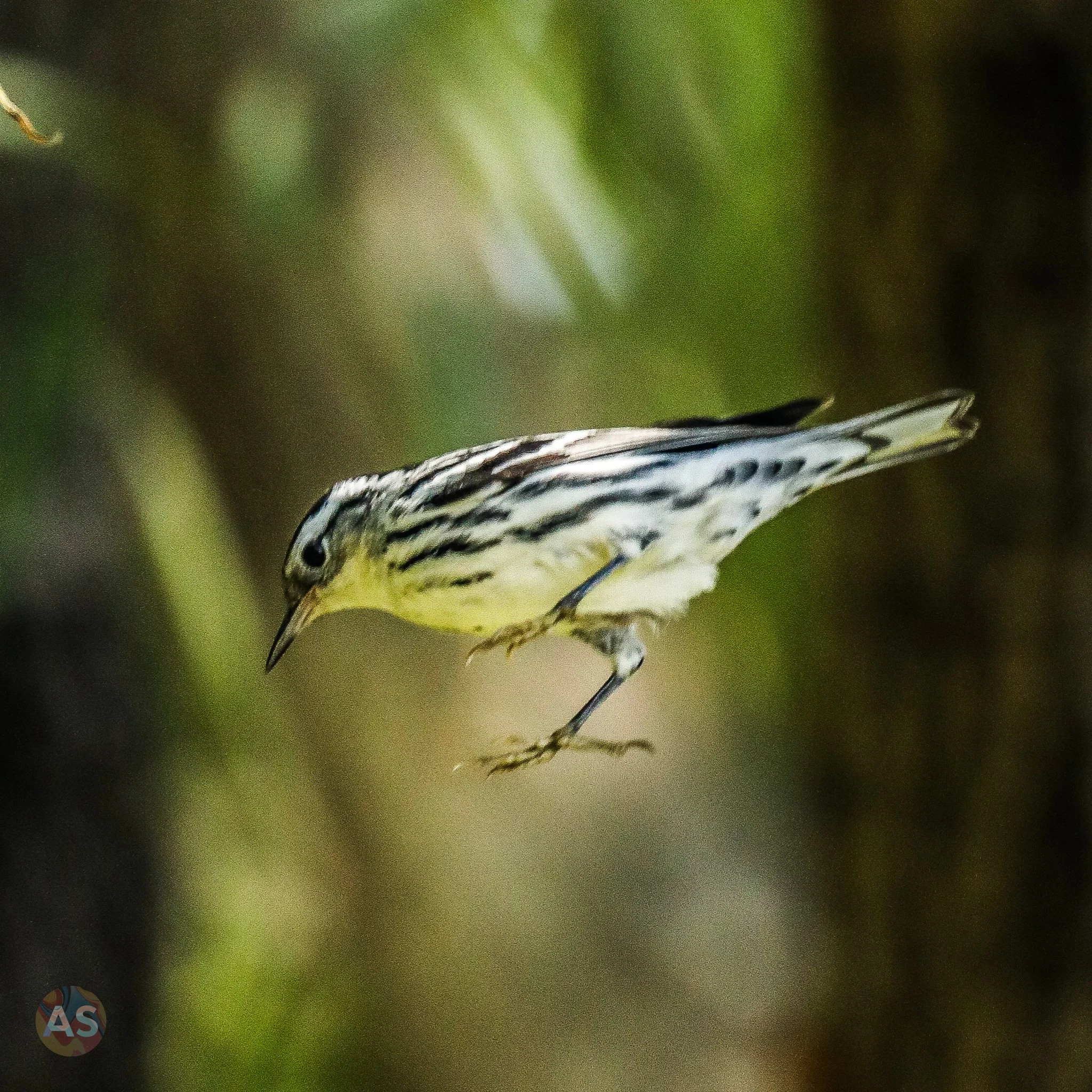 Black and white warbler 
