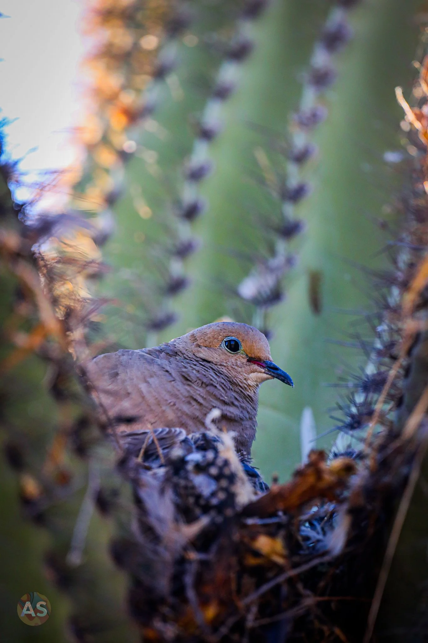 Mourning dove nesting in cactus 
