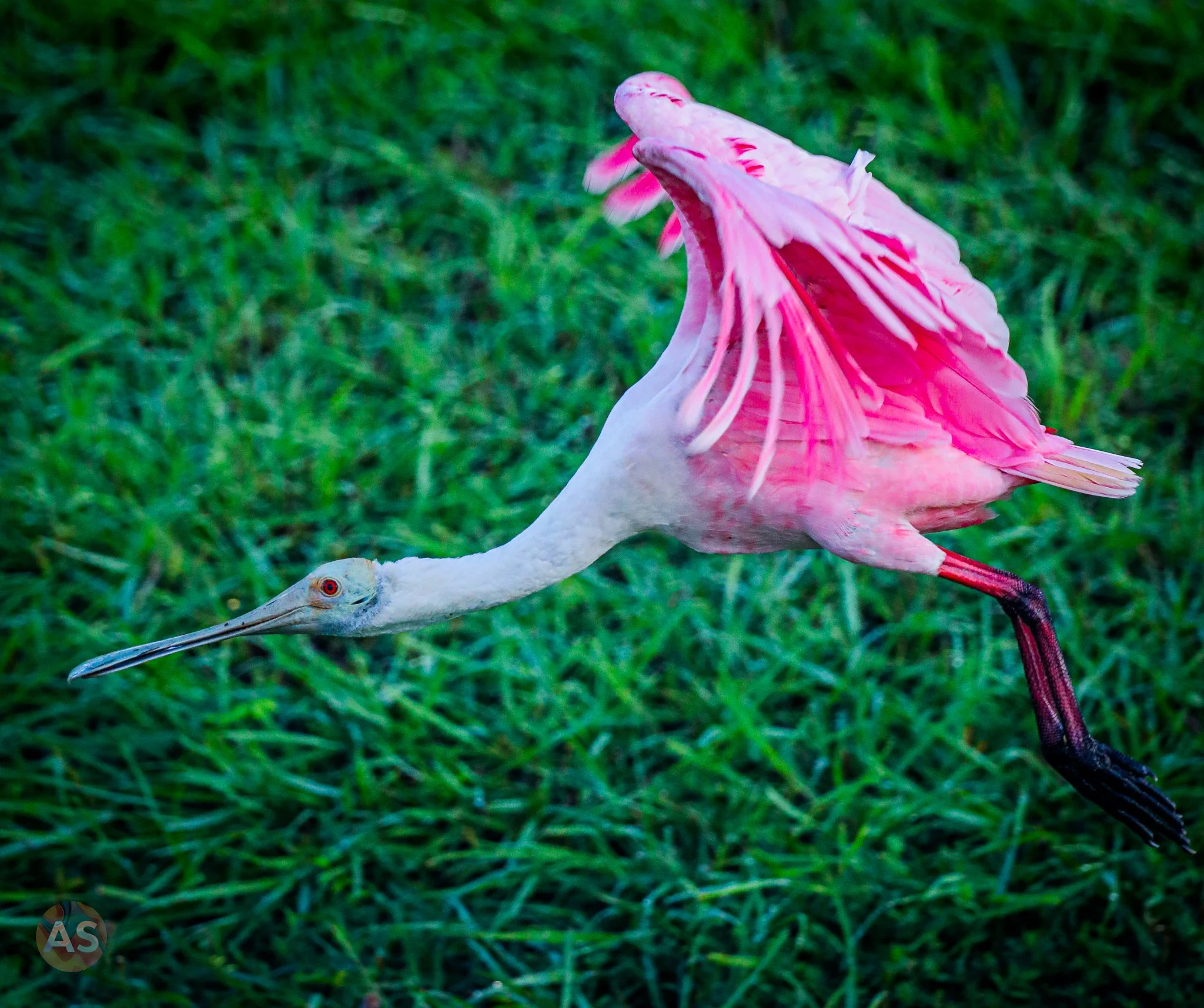 Roseate spoonbill in flight