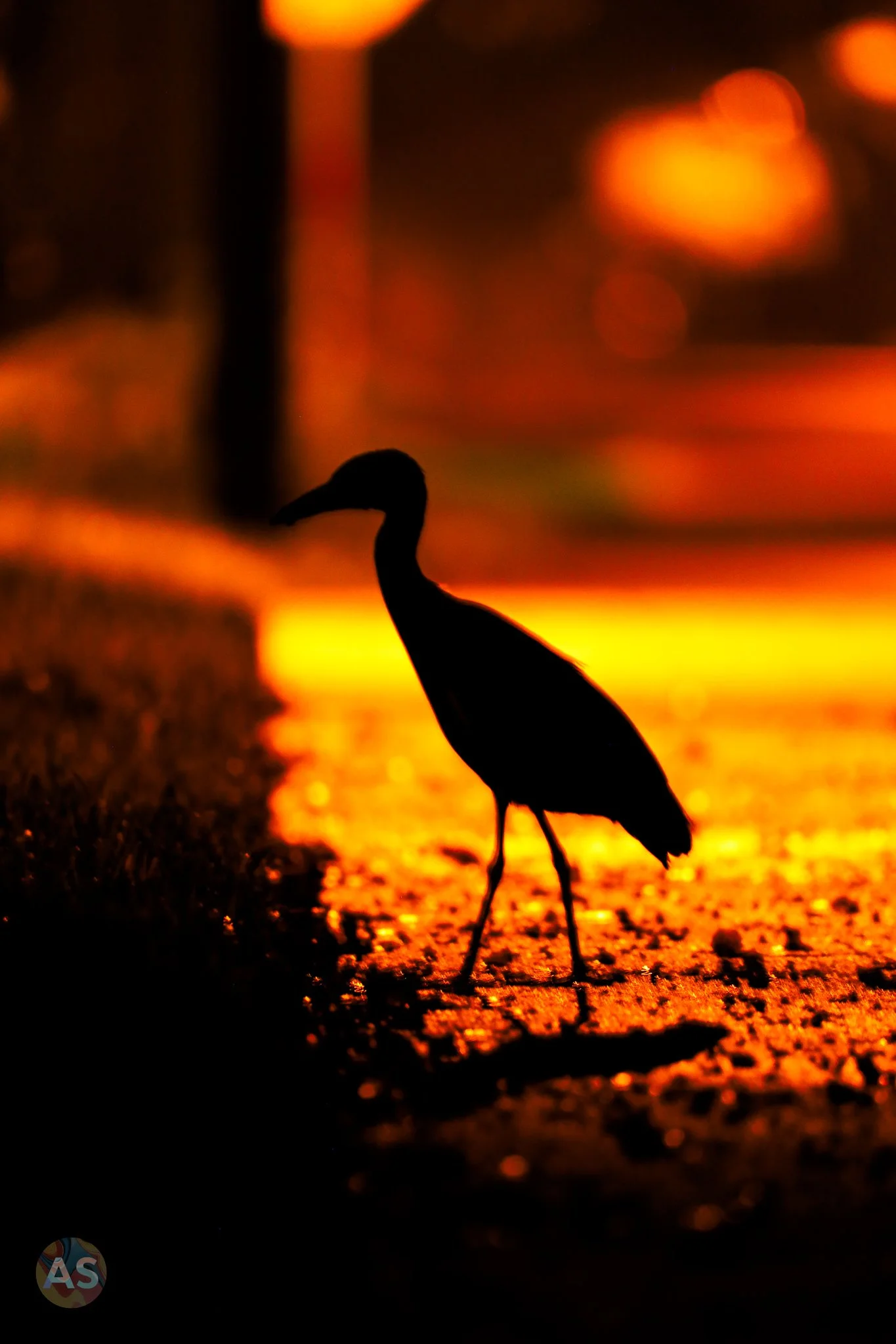 Yellow-crowned night heron silhouette 