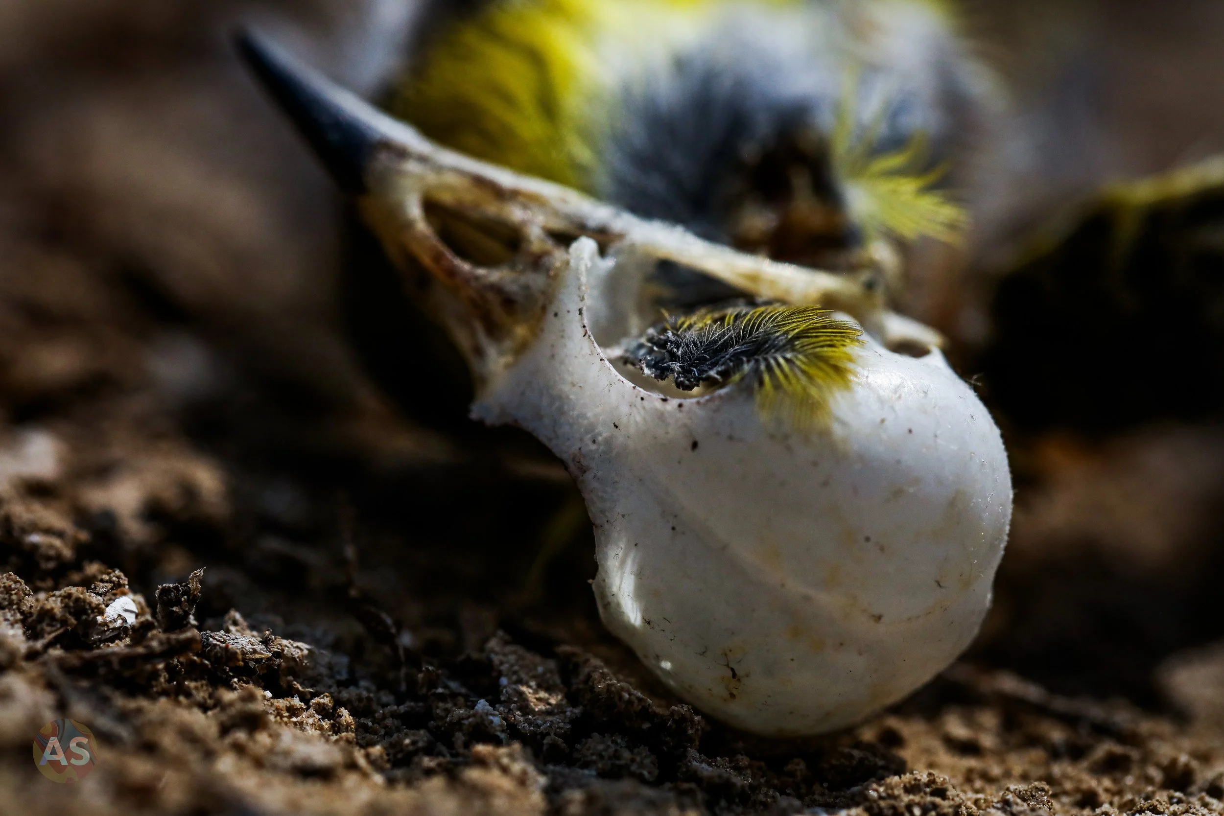 vol d-098.jpg