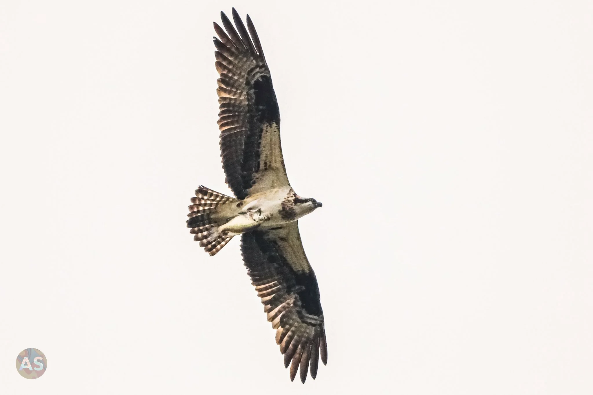 Osprey with bass in flight 