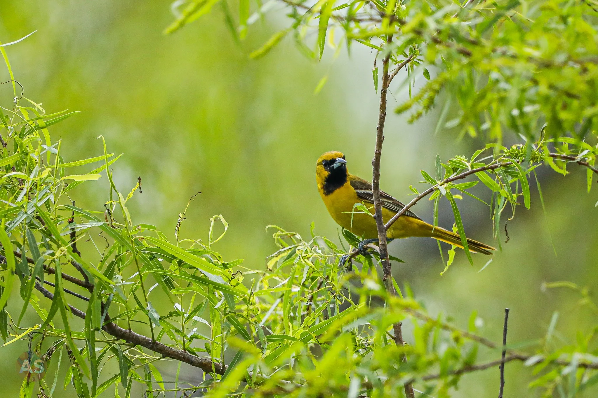 Young orchard oriole 