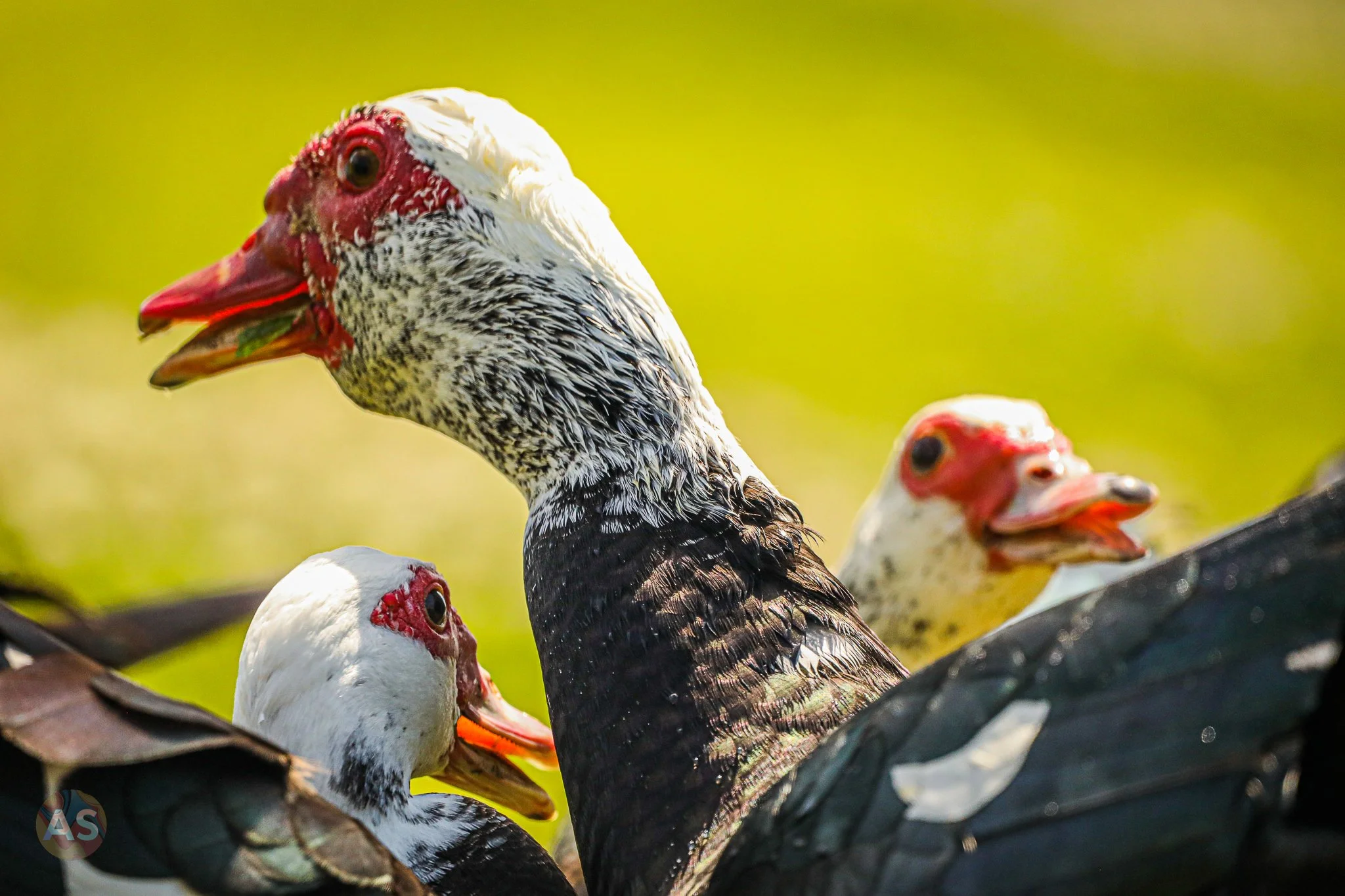 muscovy ducks having a chat 