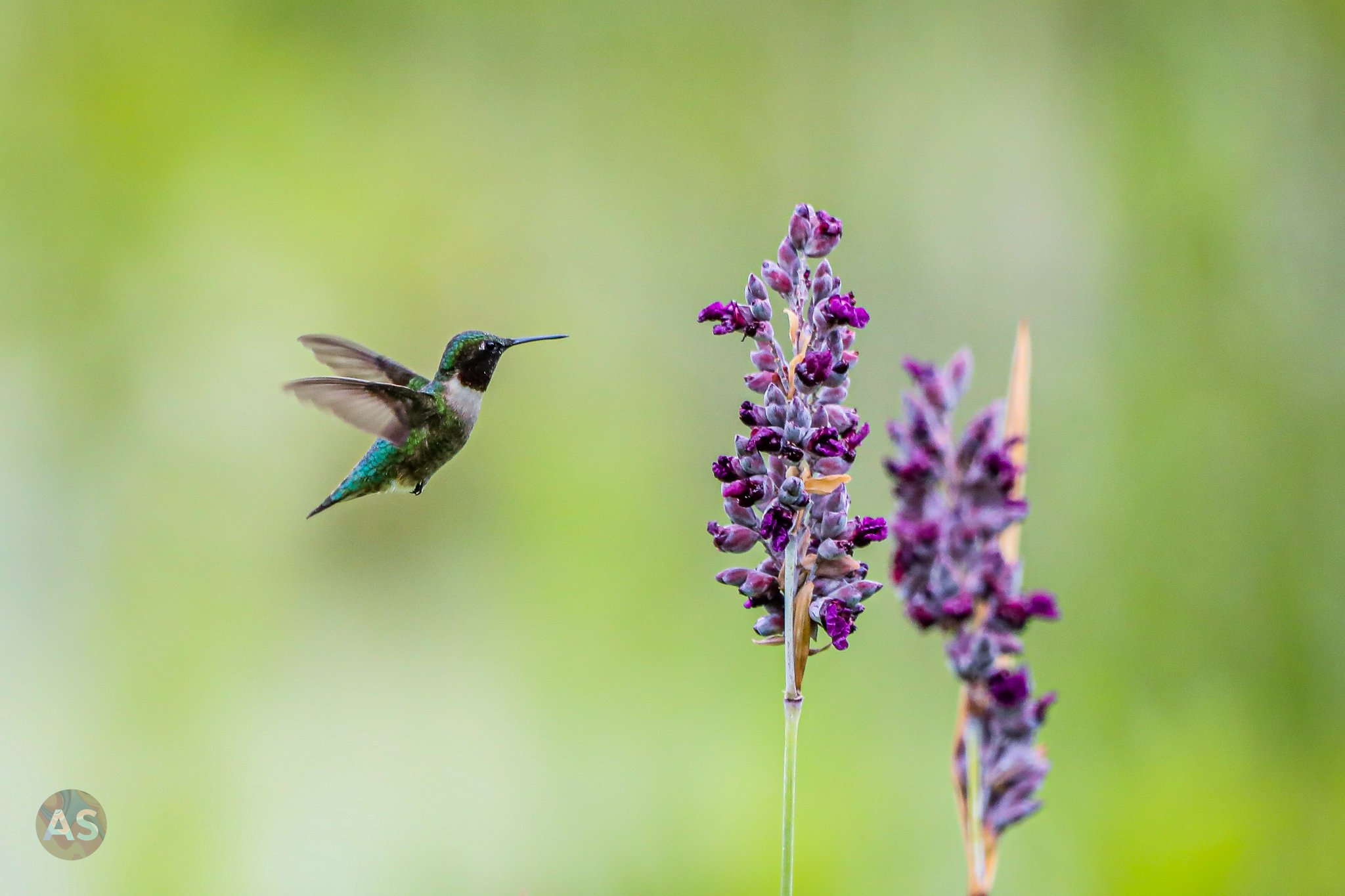 Ruby-throated hummingbird hovering beside purple flower 