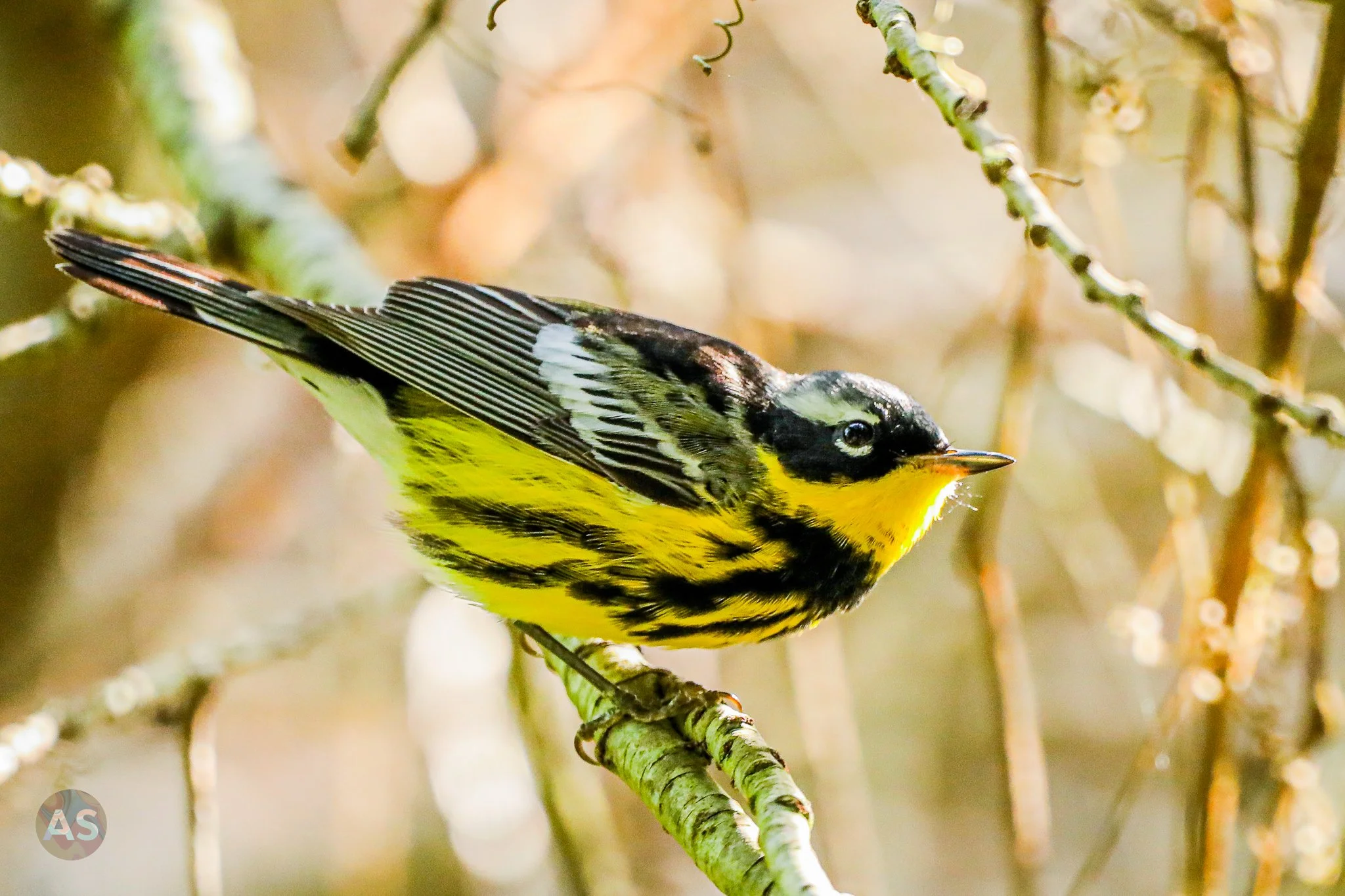 Magnolia warbler