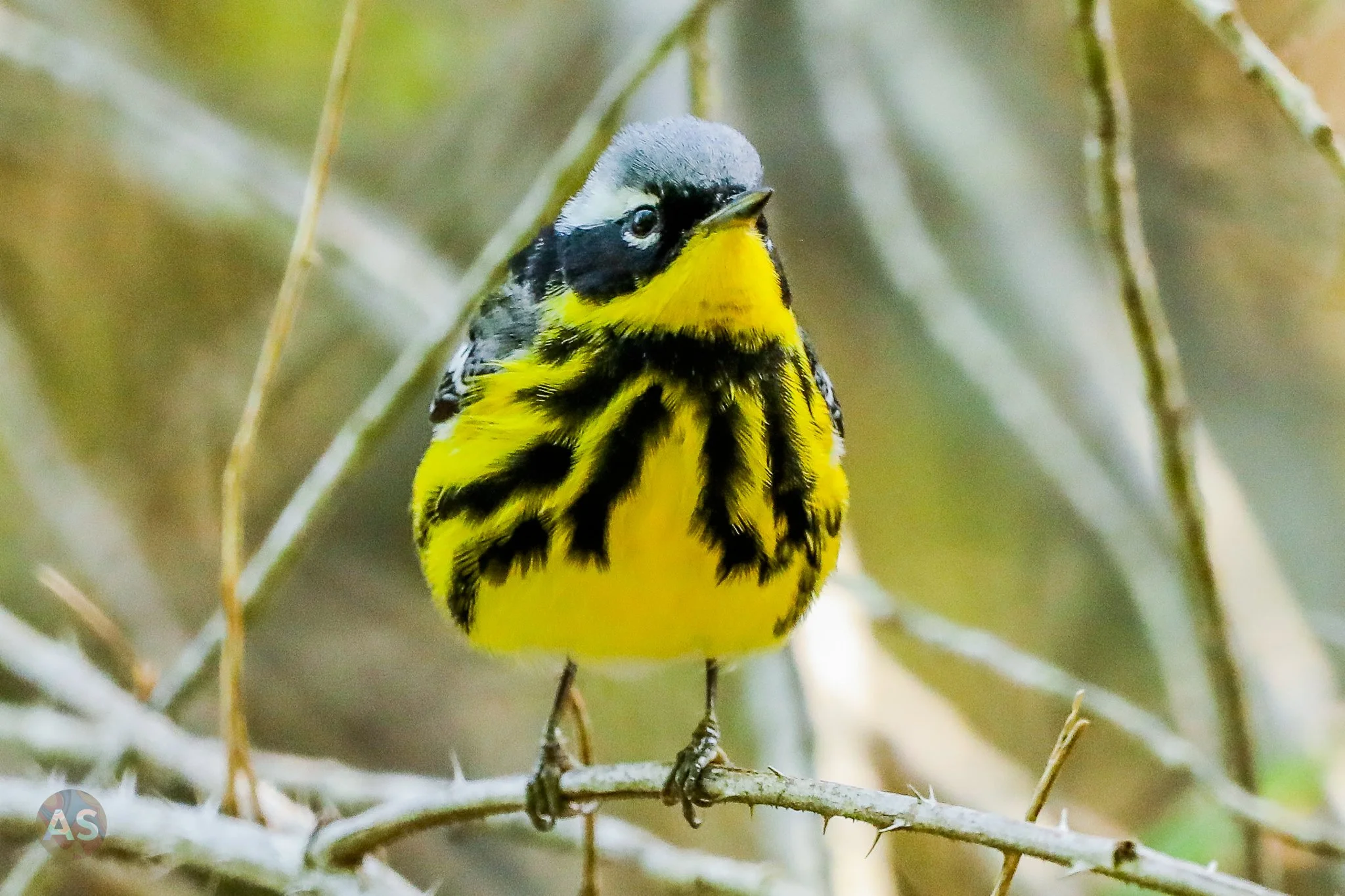Magnolia warbler
