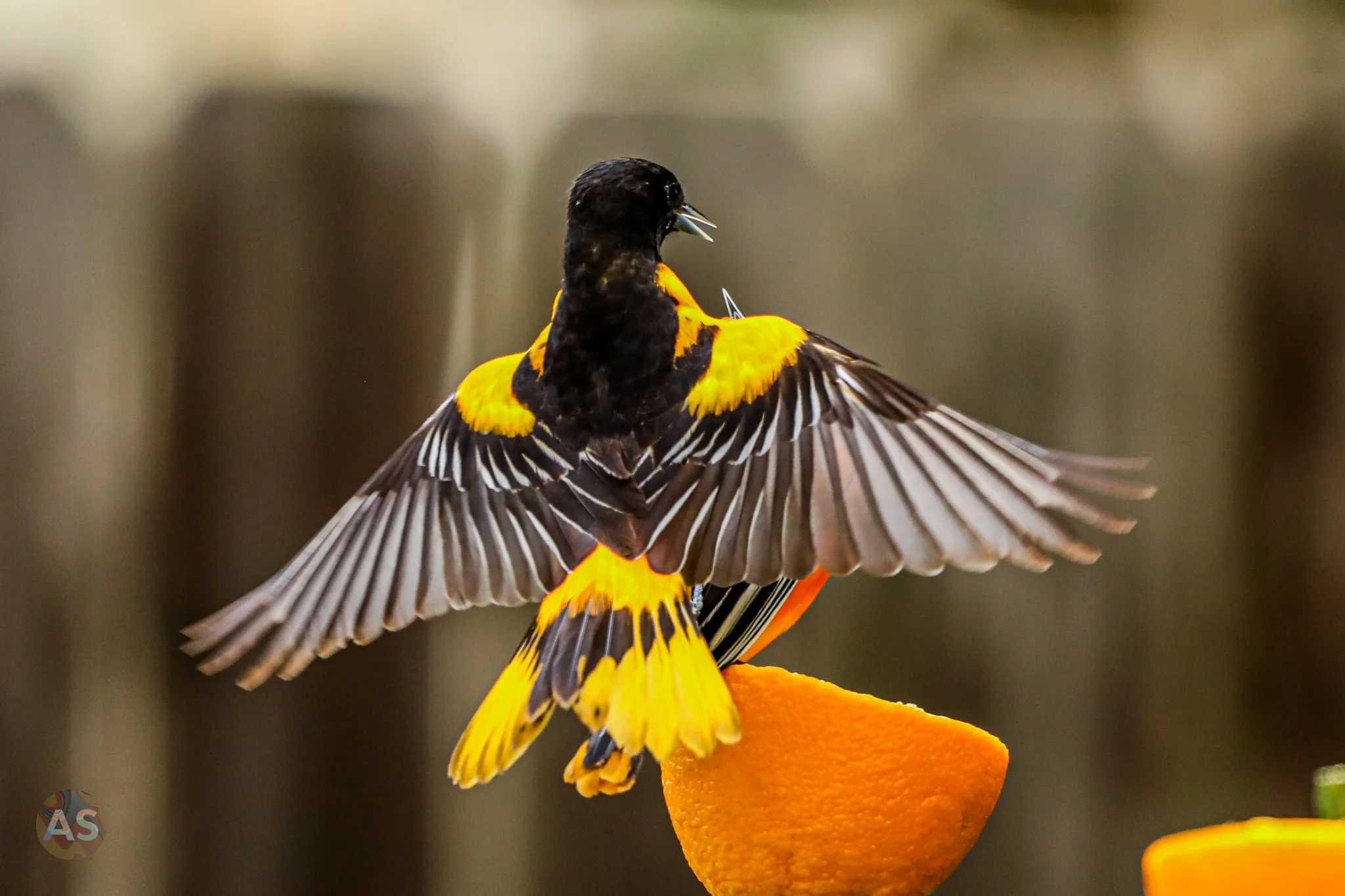 Baltimore orioles