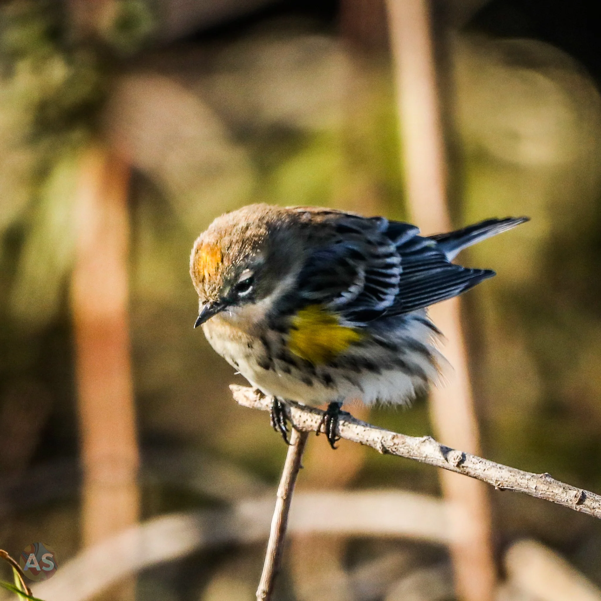 Yellow rumped warbler 
