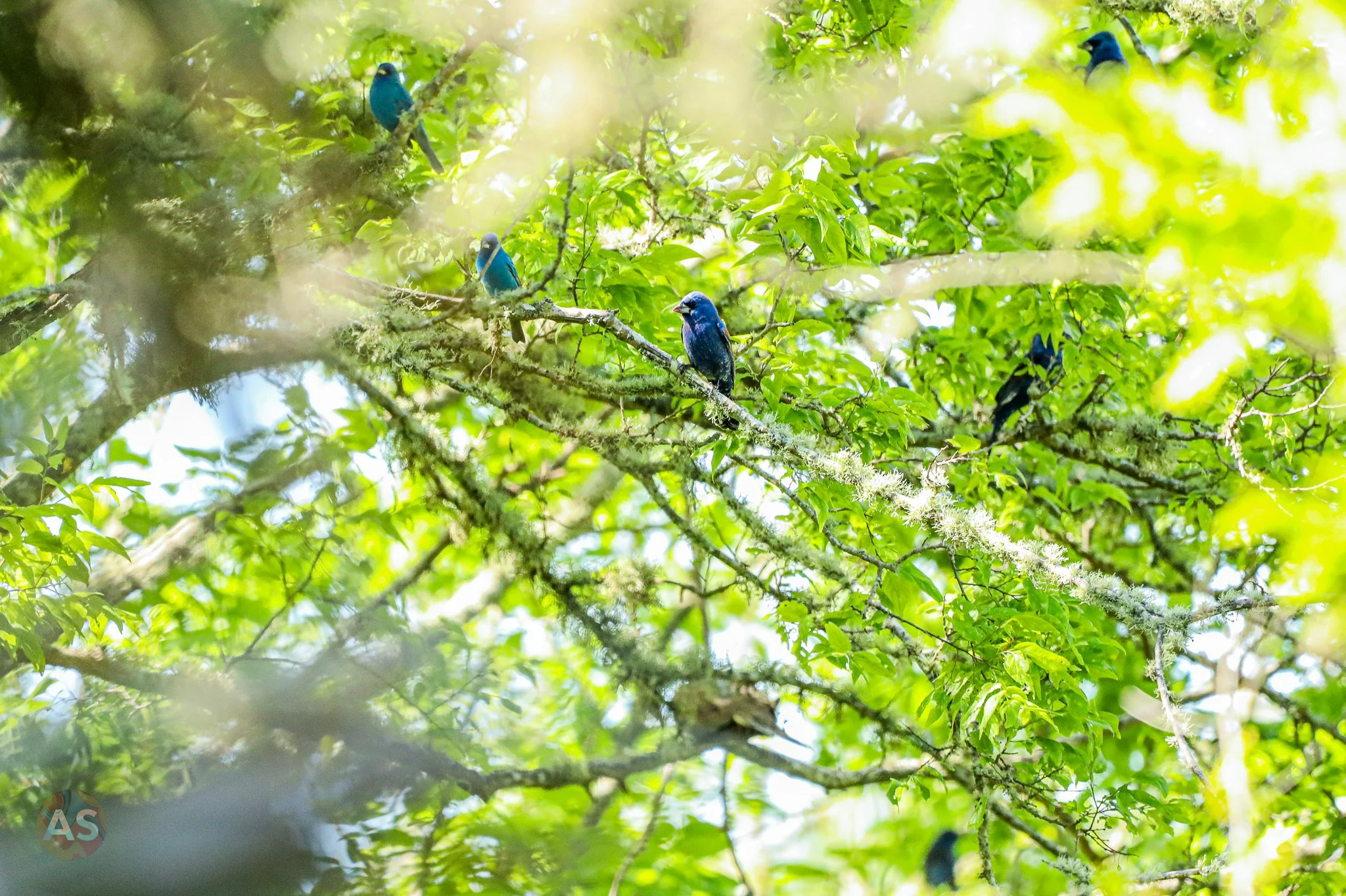 Blue grosbeak with indigo buntings 