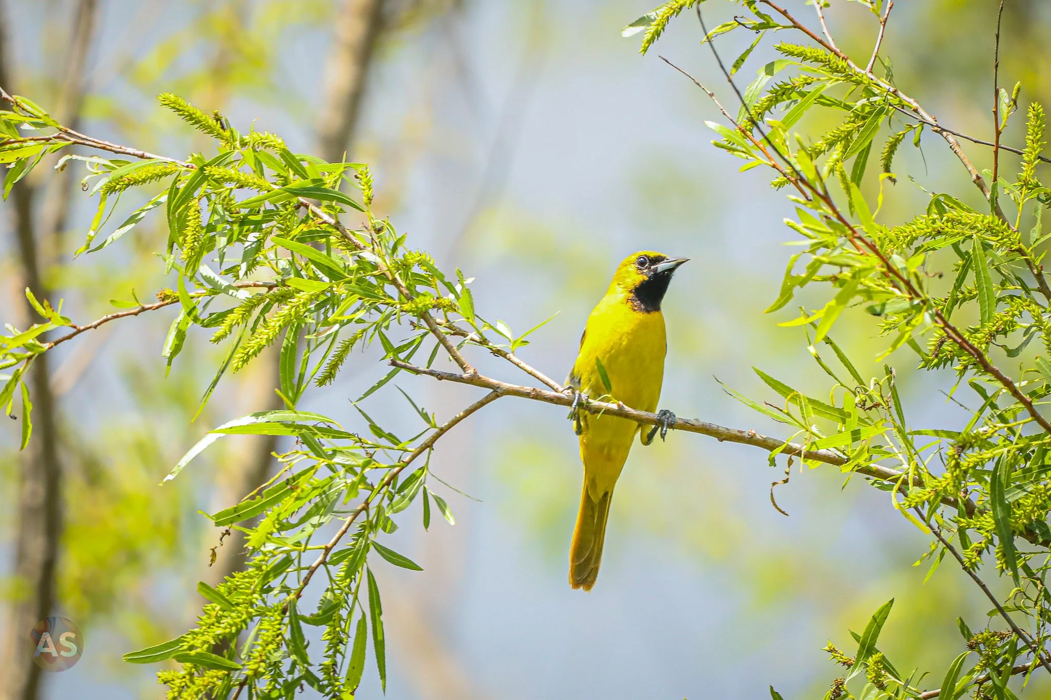 young orchard oriole 
