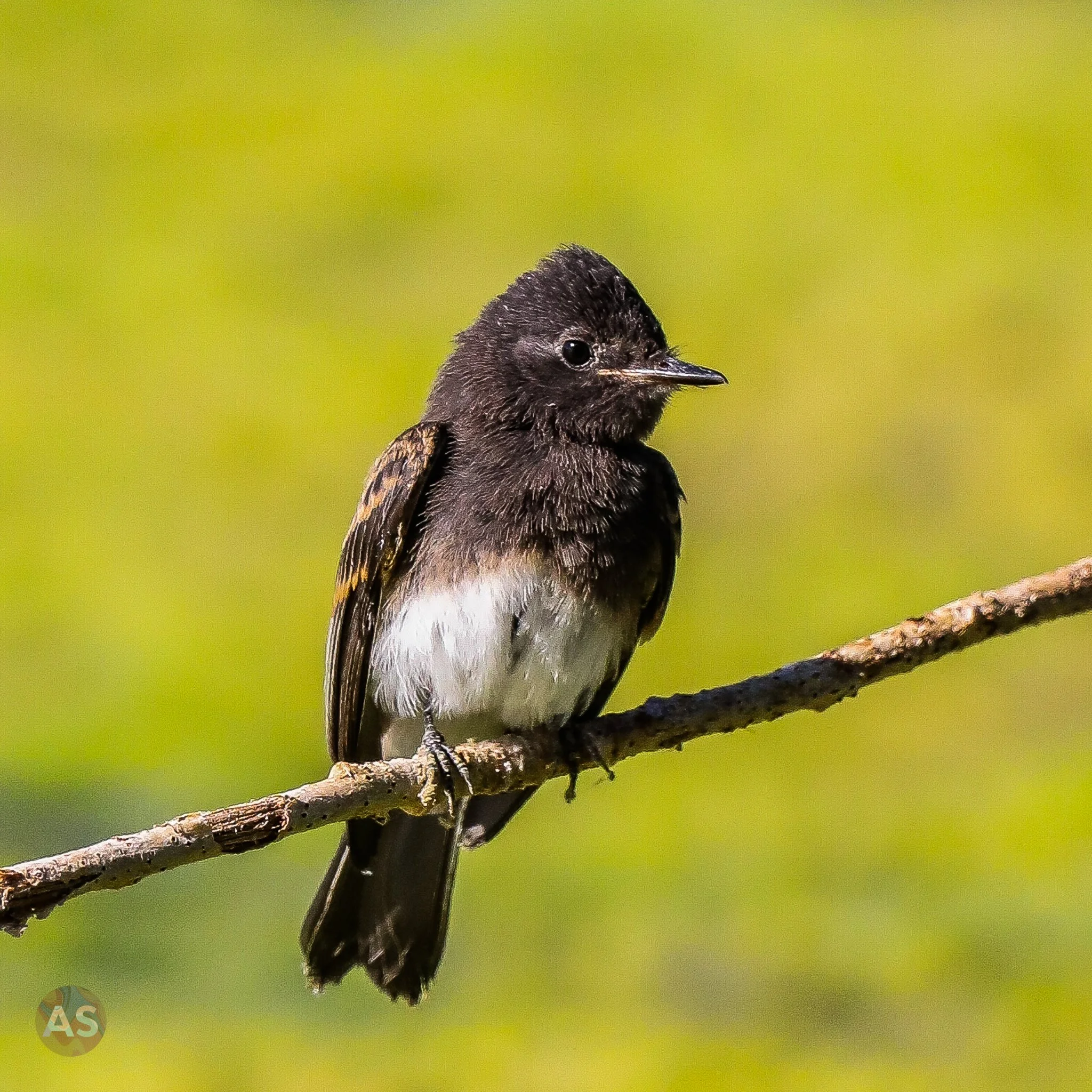 Black Phoebe 