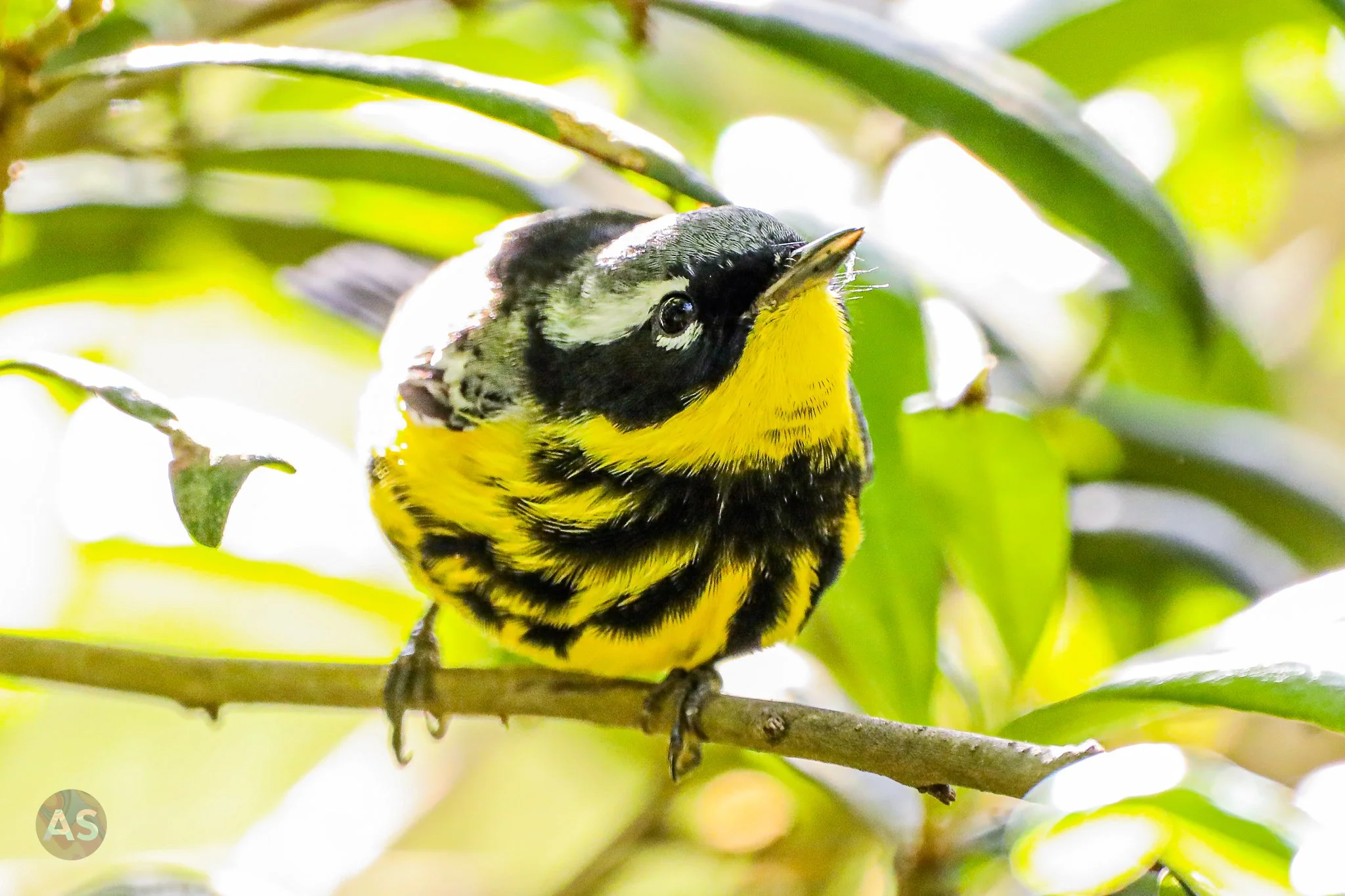 Magnolia warbler
