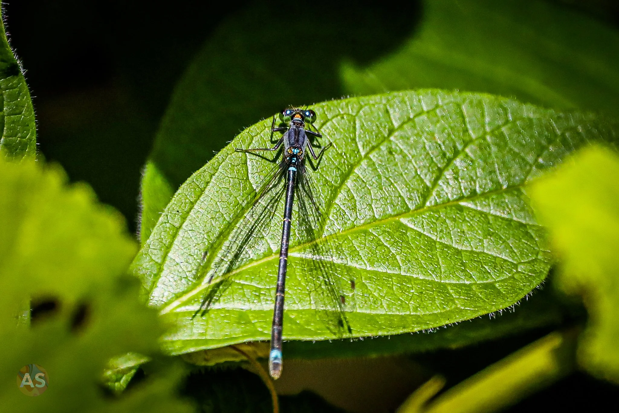 vol2-080.jpg