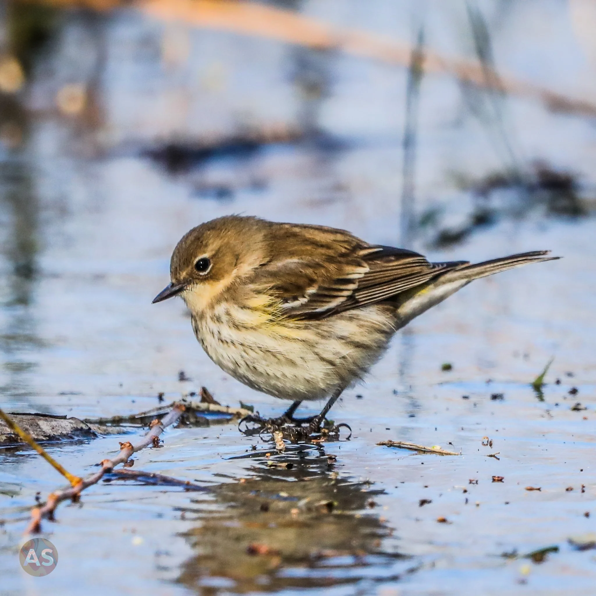 Yellow rumped warbler on ice 