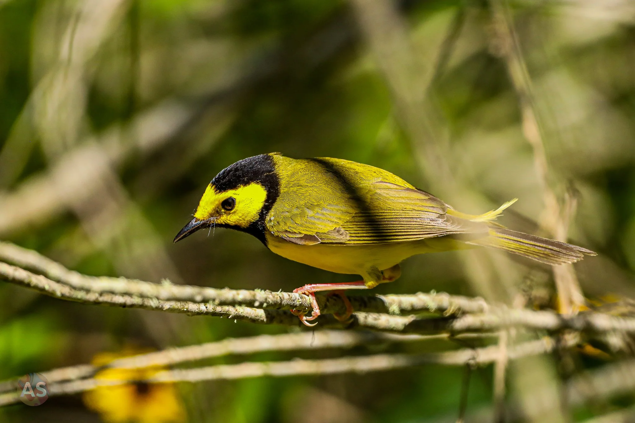 Hooded warbler up close 