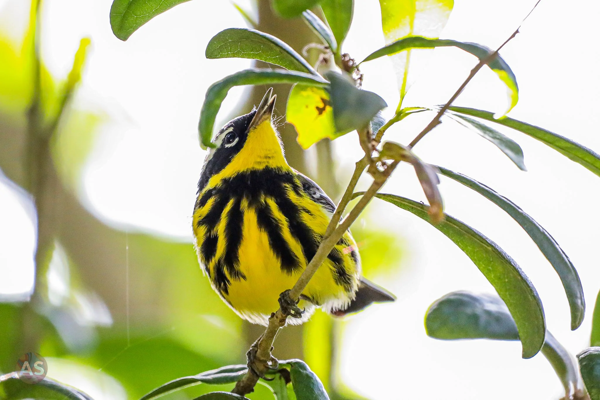 Magnolia warbler