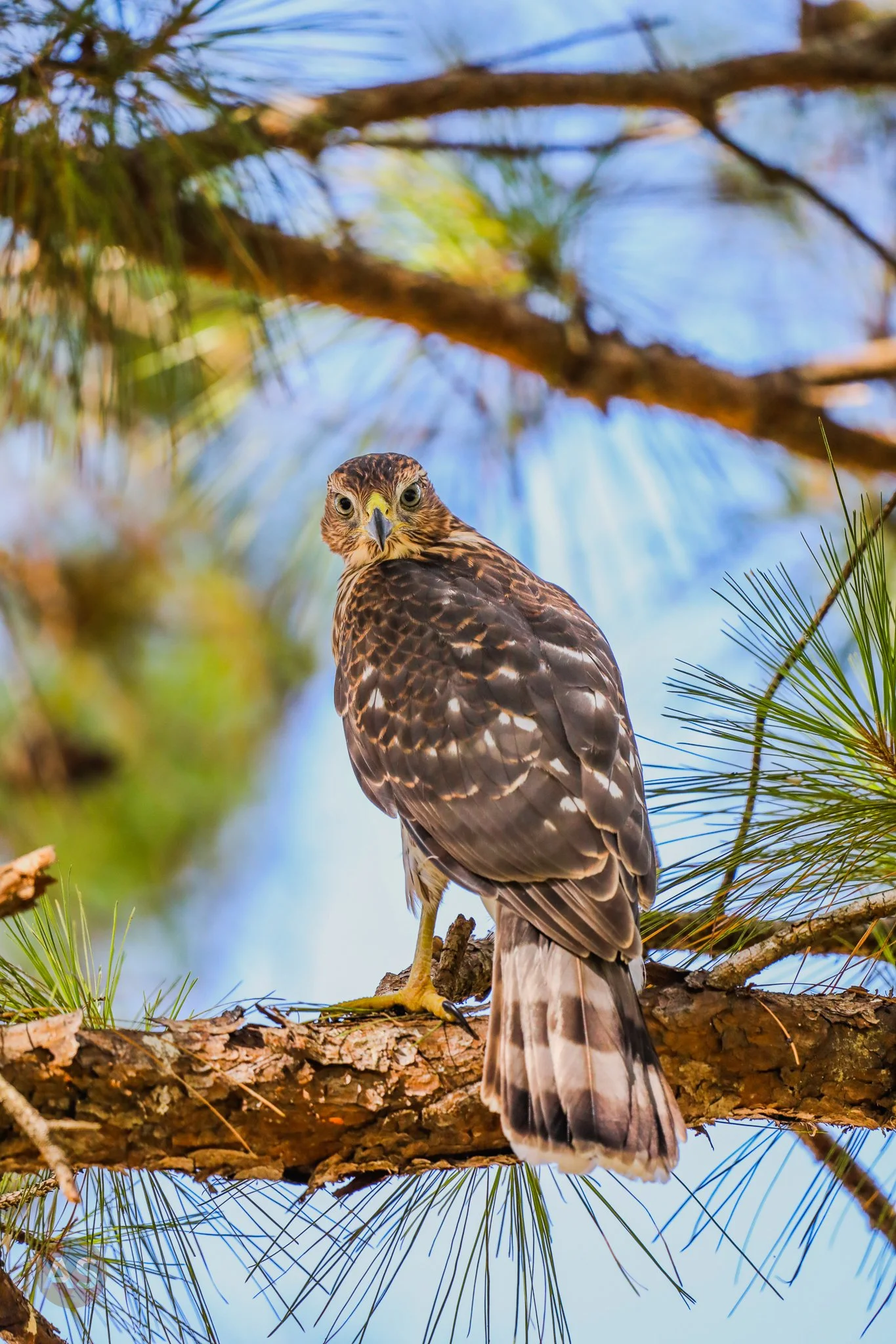 Cooper's hawk 
