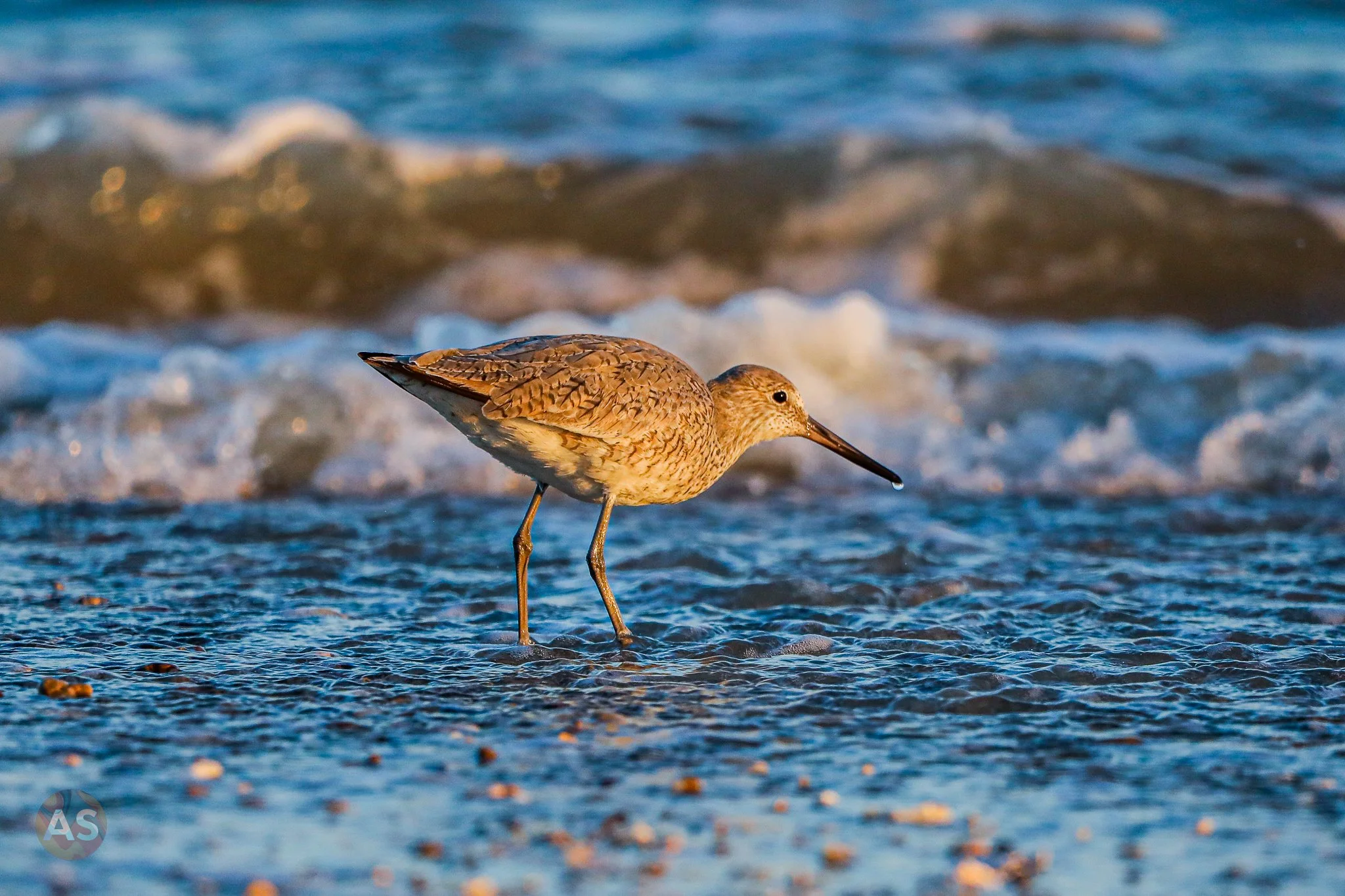 willet on the beach at sunset 