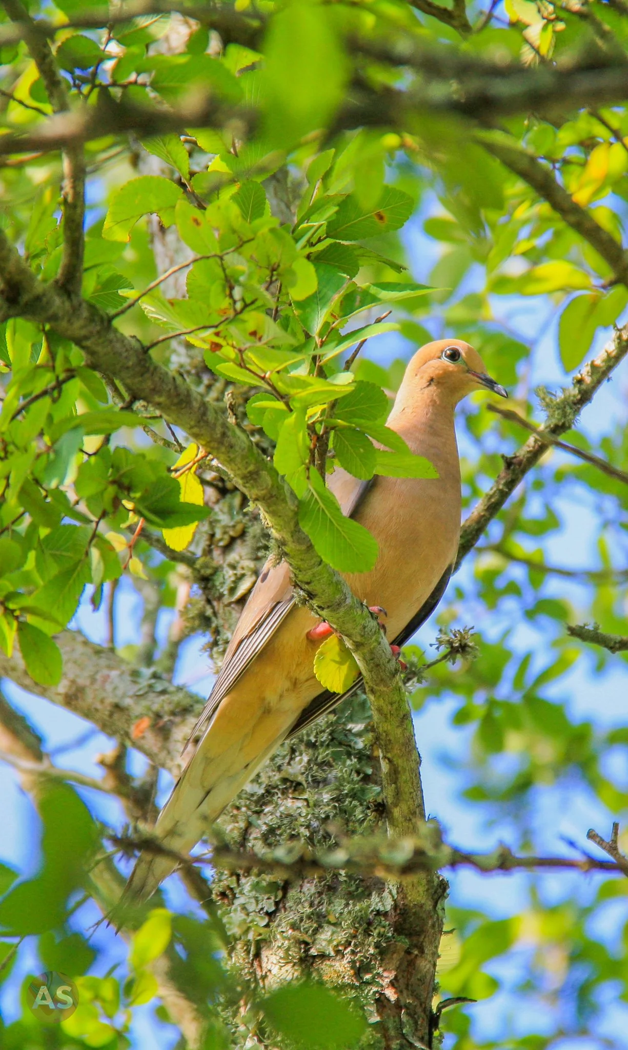 Mourning dove