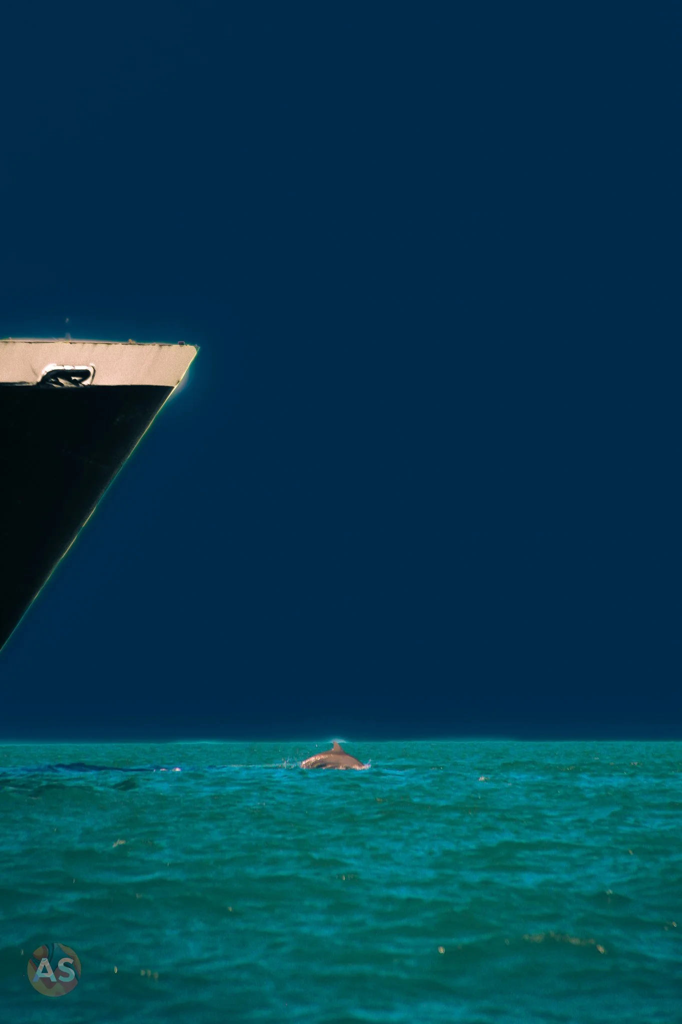 Dolphin cresting in front of large ship 