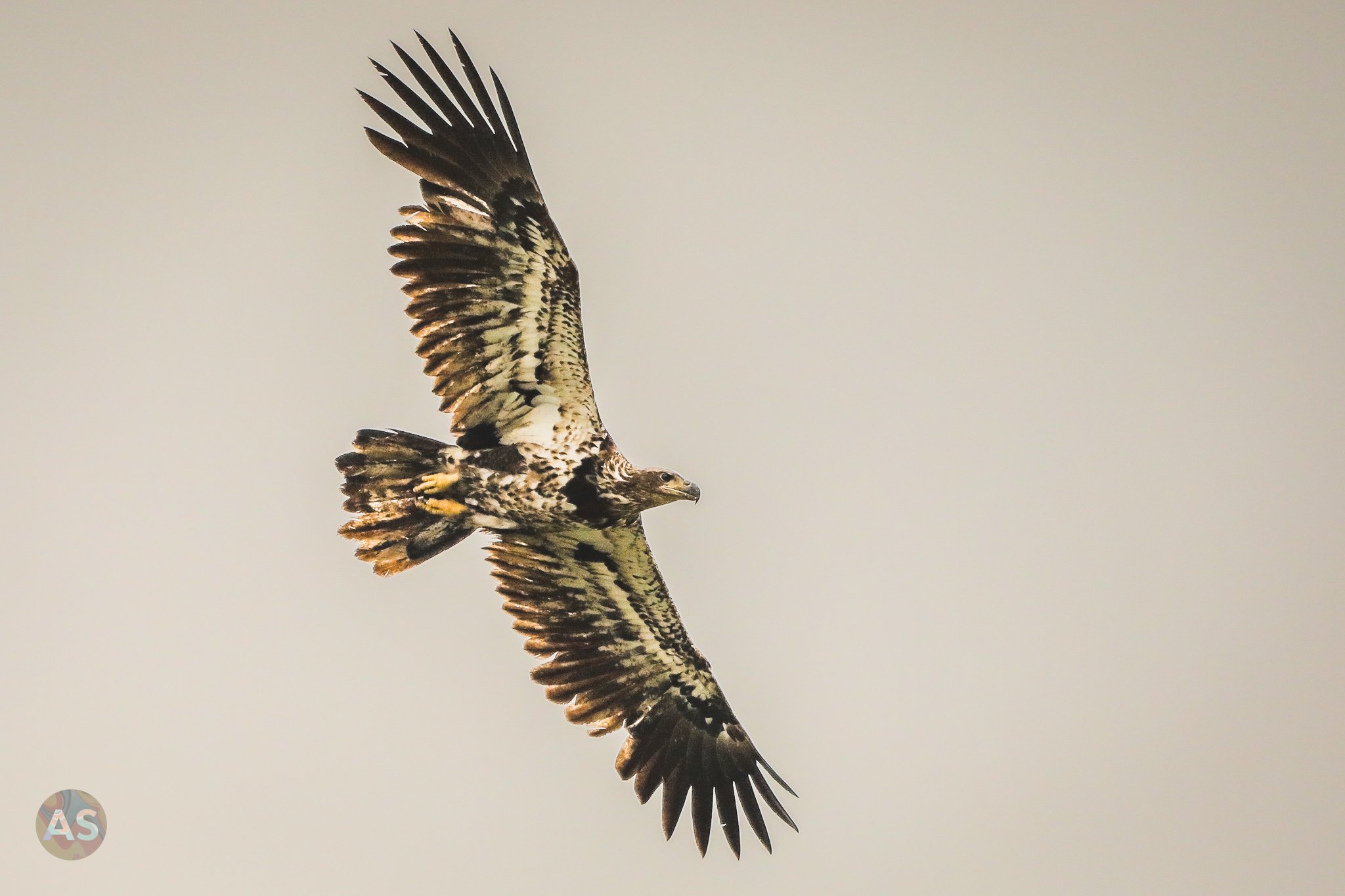 Young bald eagle in flight 