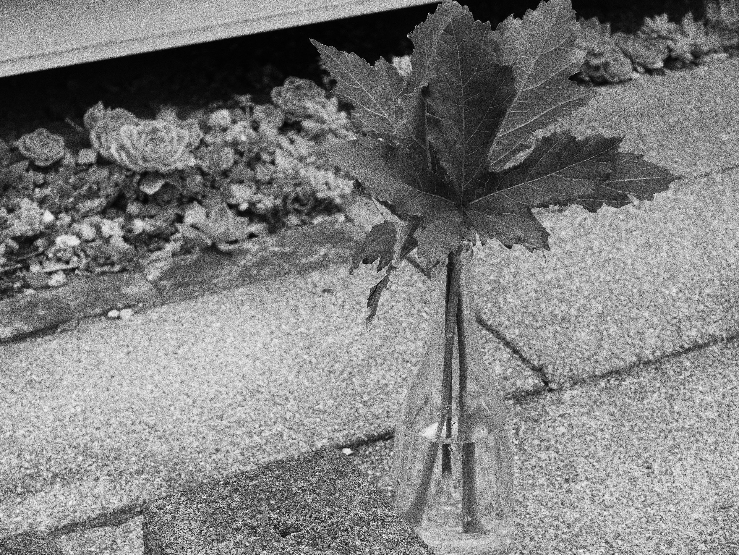 裏庭のオクラと、小さな発見