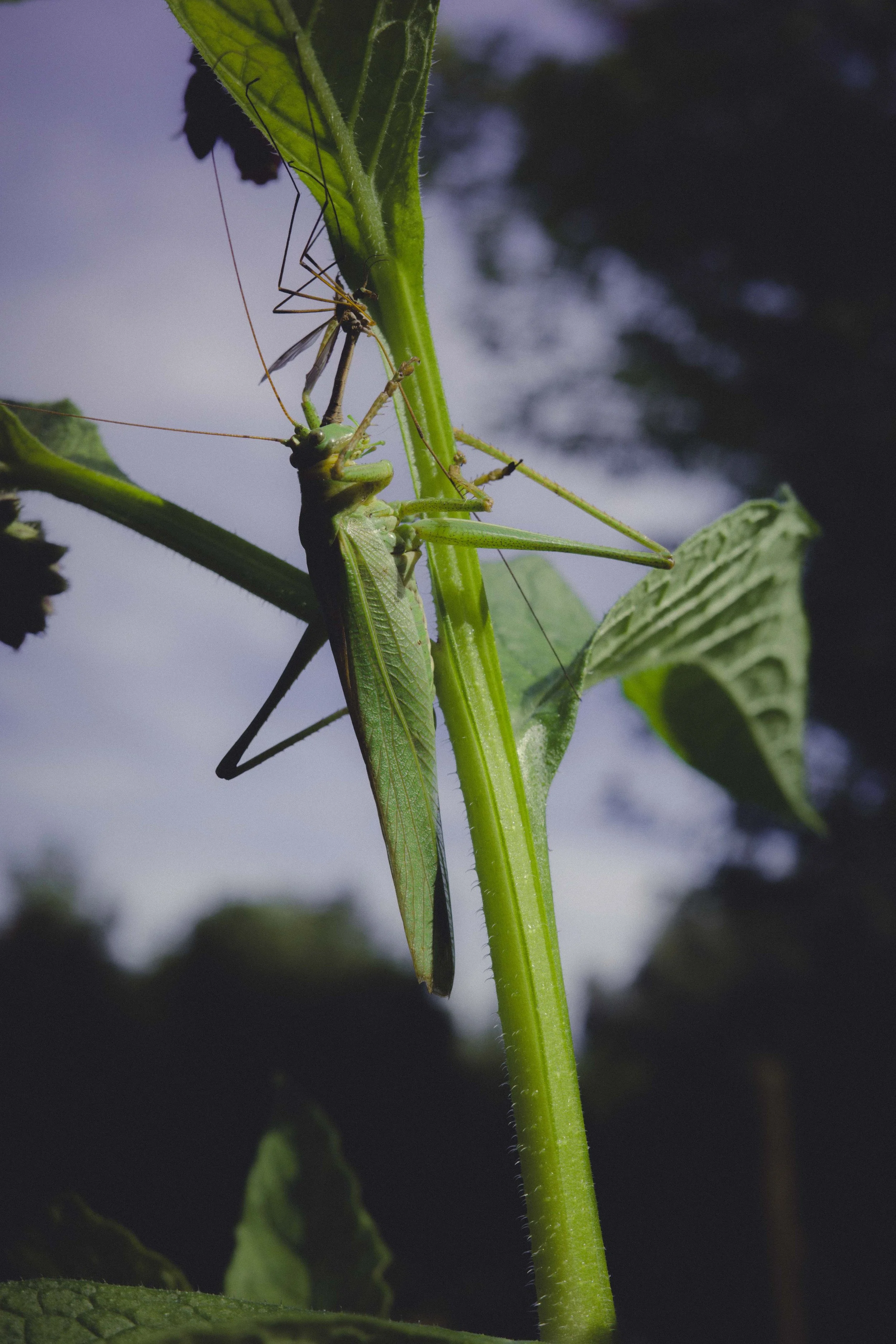 r0011722_0990 - Copy.jpg