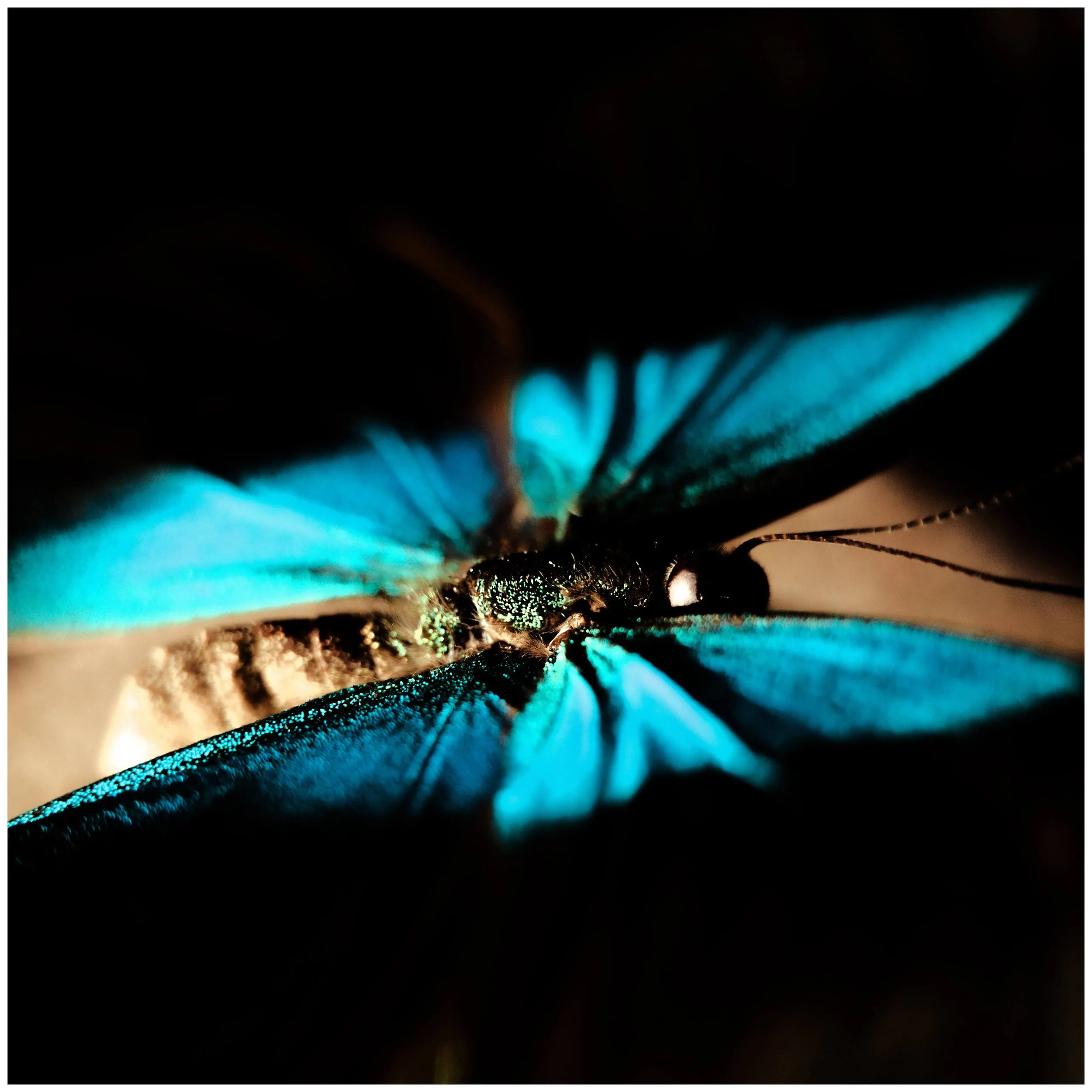 Single cover for The Nectar Effect