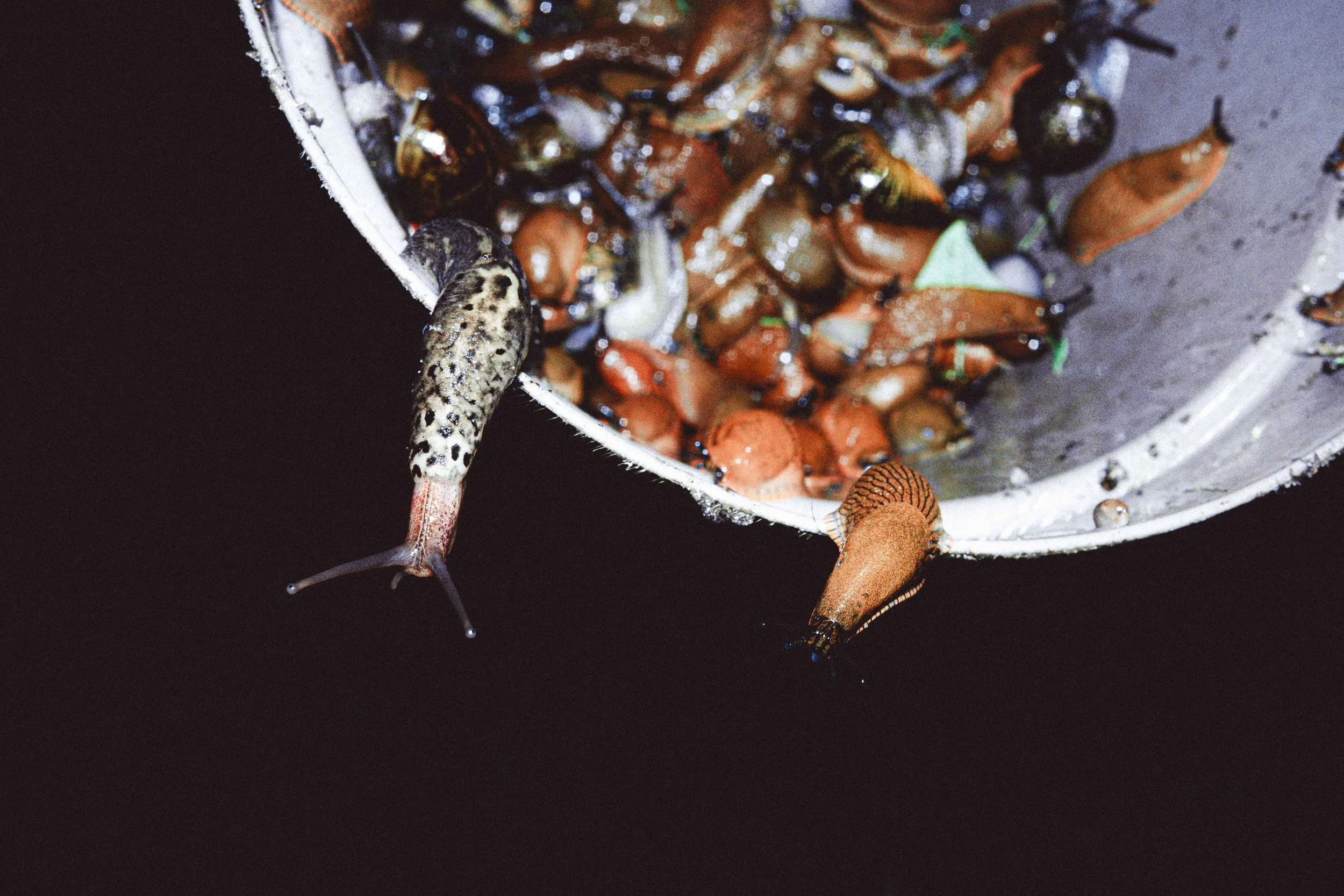 A gardener's midnight slug removal 
