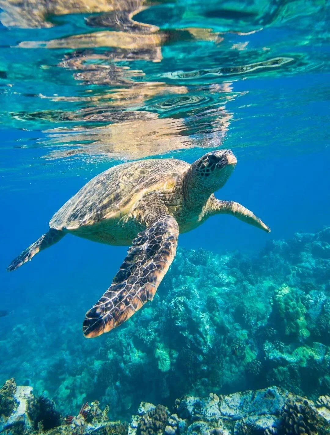 A sea turtle swimming underwater over a coral reef.
