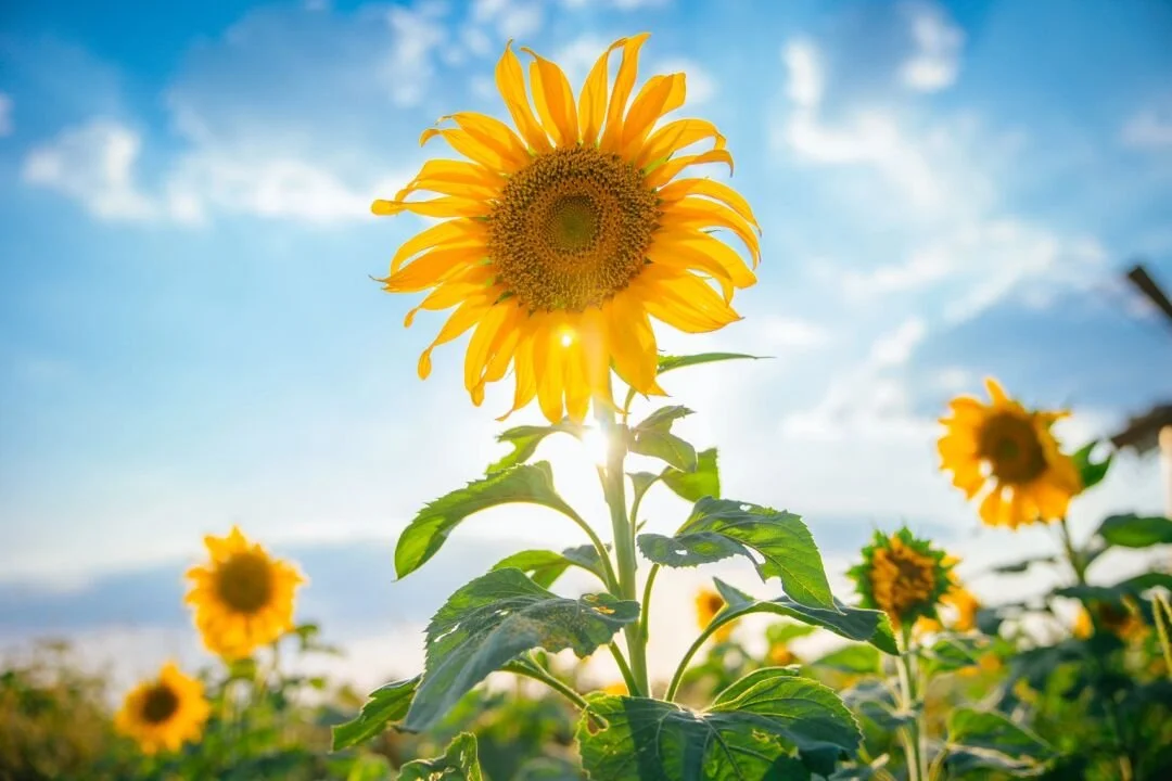 A close-up of a sunflower with a bright yellow bloom in a field, backlit by the sun, under a partly cloudy sky.