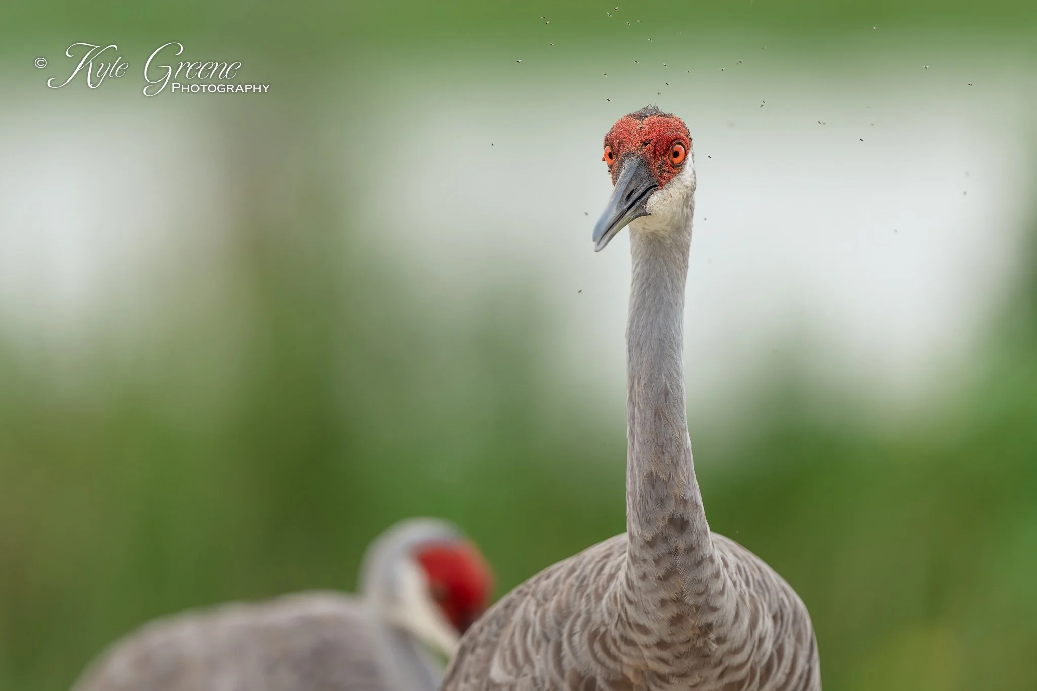 Orlando Wetlands