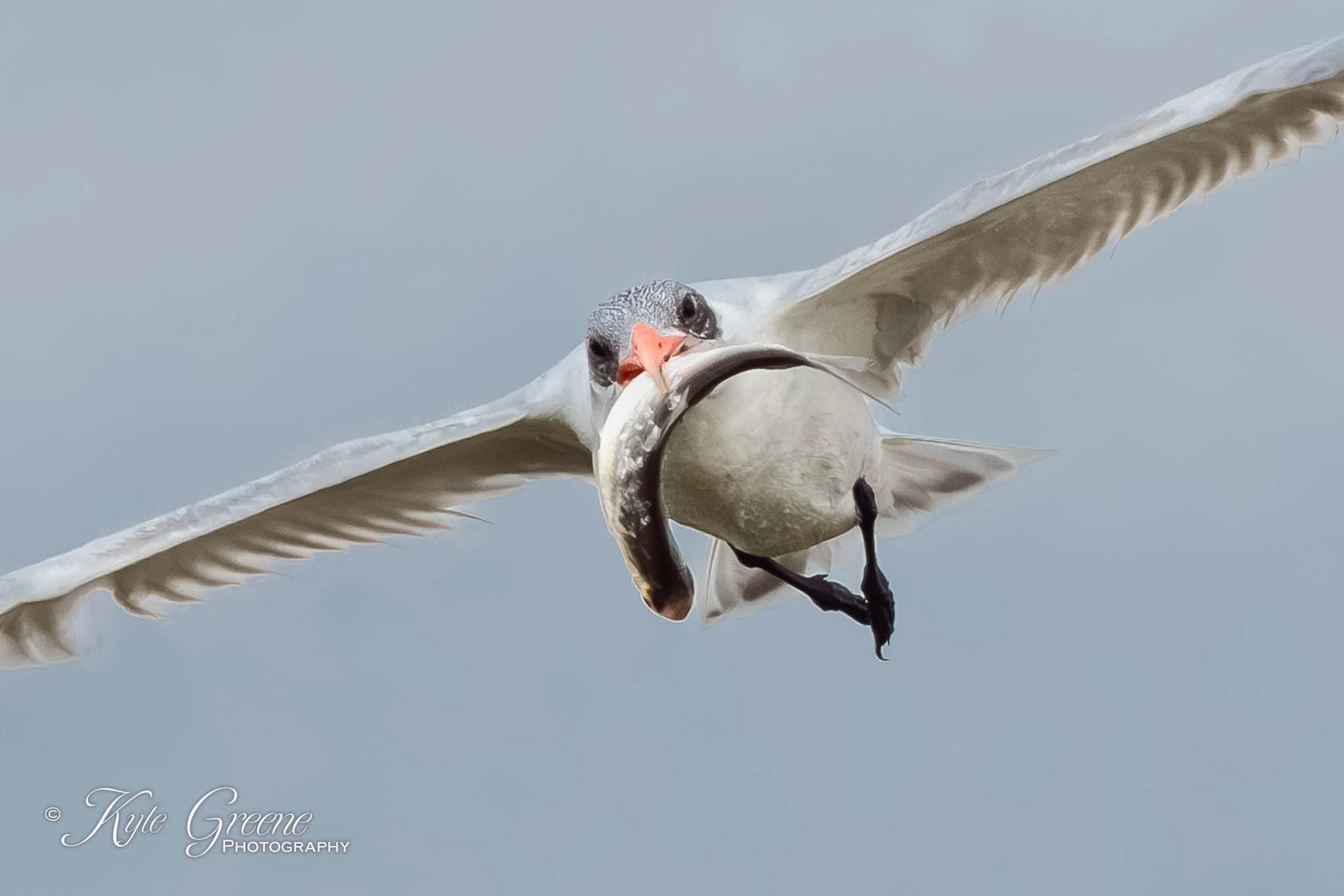 Lake Apopka Wildlife Drive