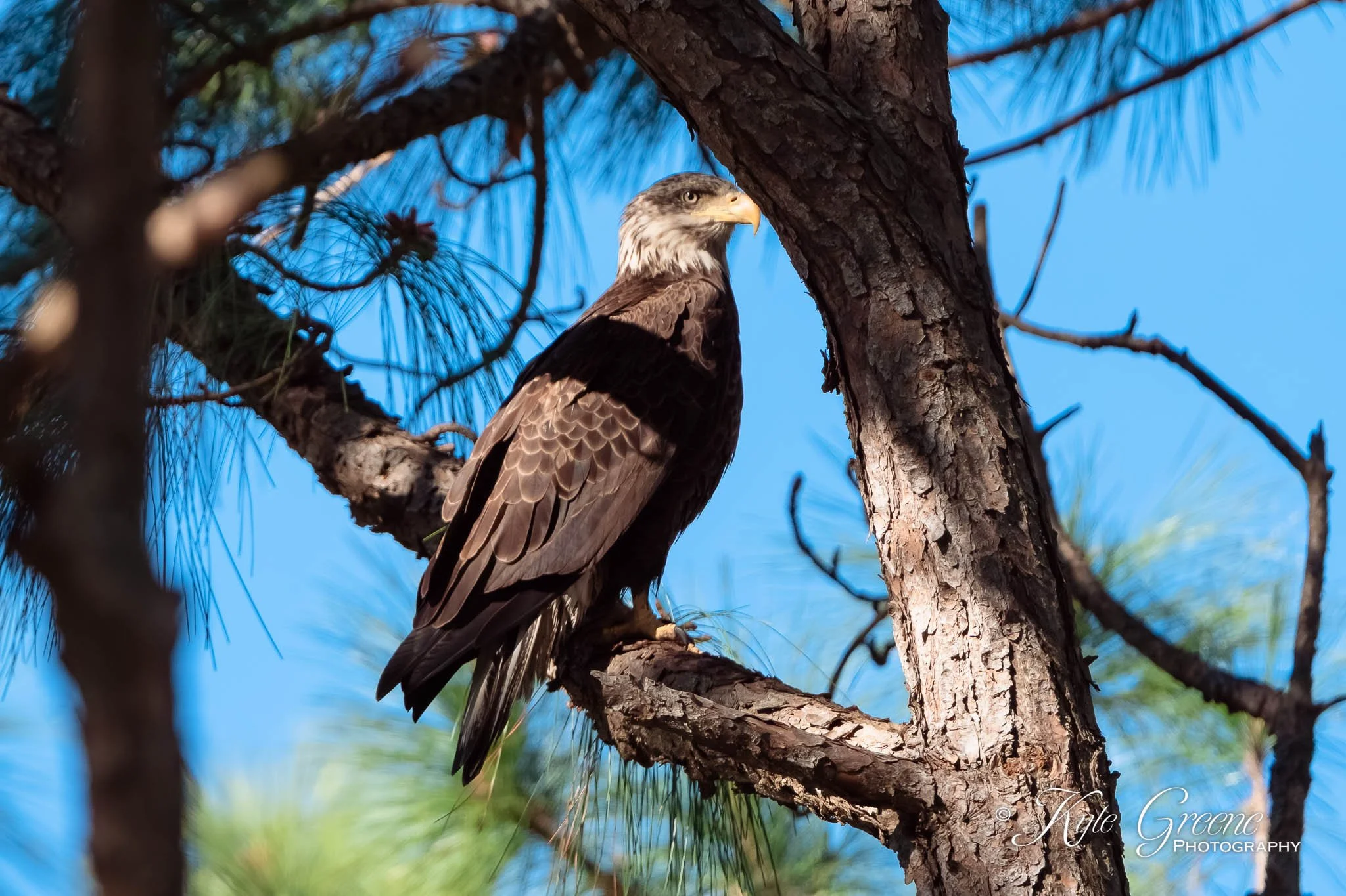 Merritt Island and More