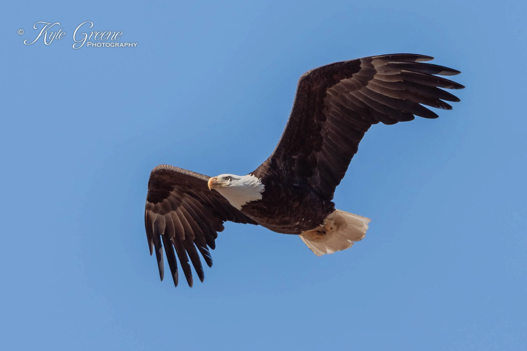 Sumter County Eagles