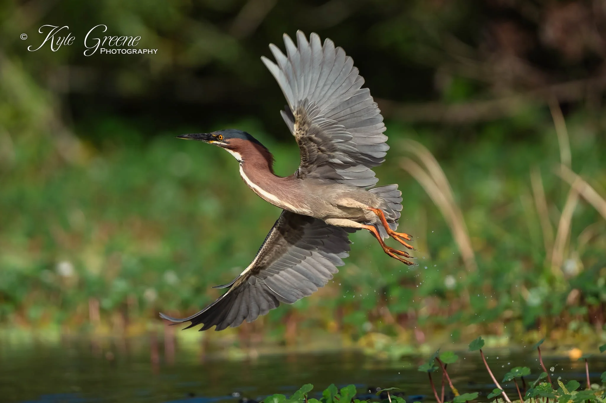 Lake Apopka Wildlife Drive