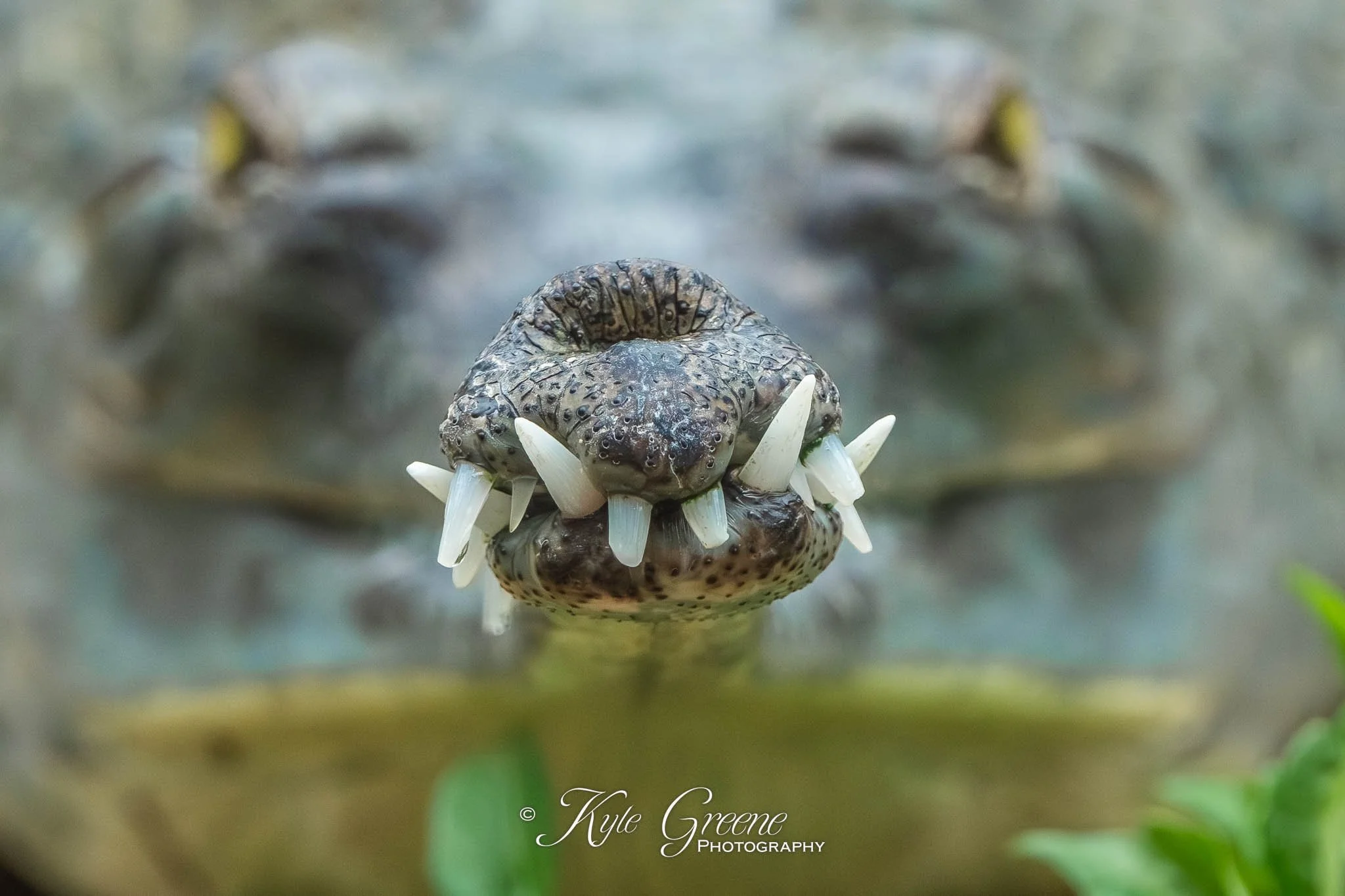 St Augustine Alligator Farm