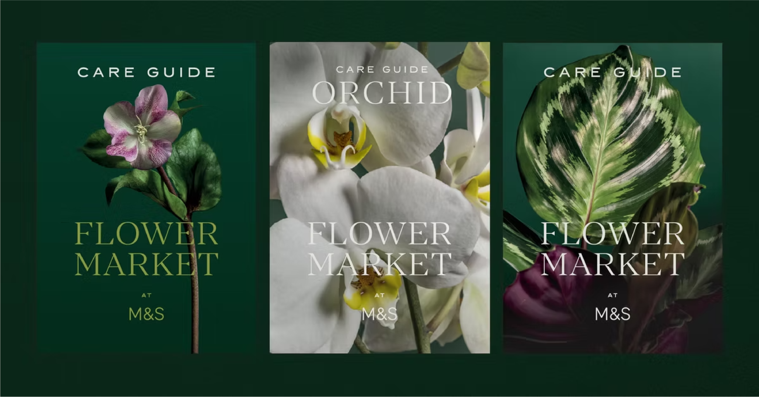 M&S_Flowers_1.png